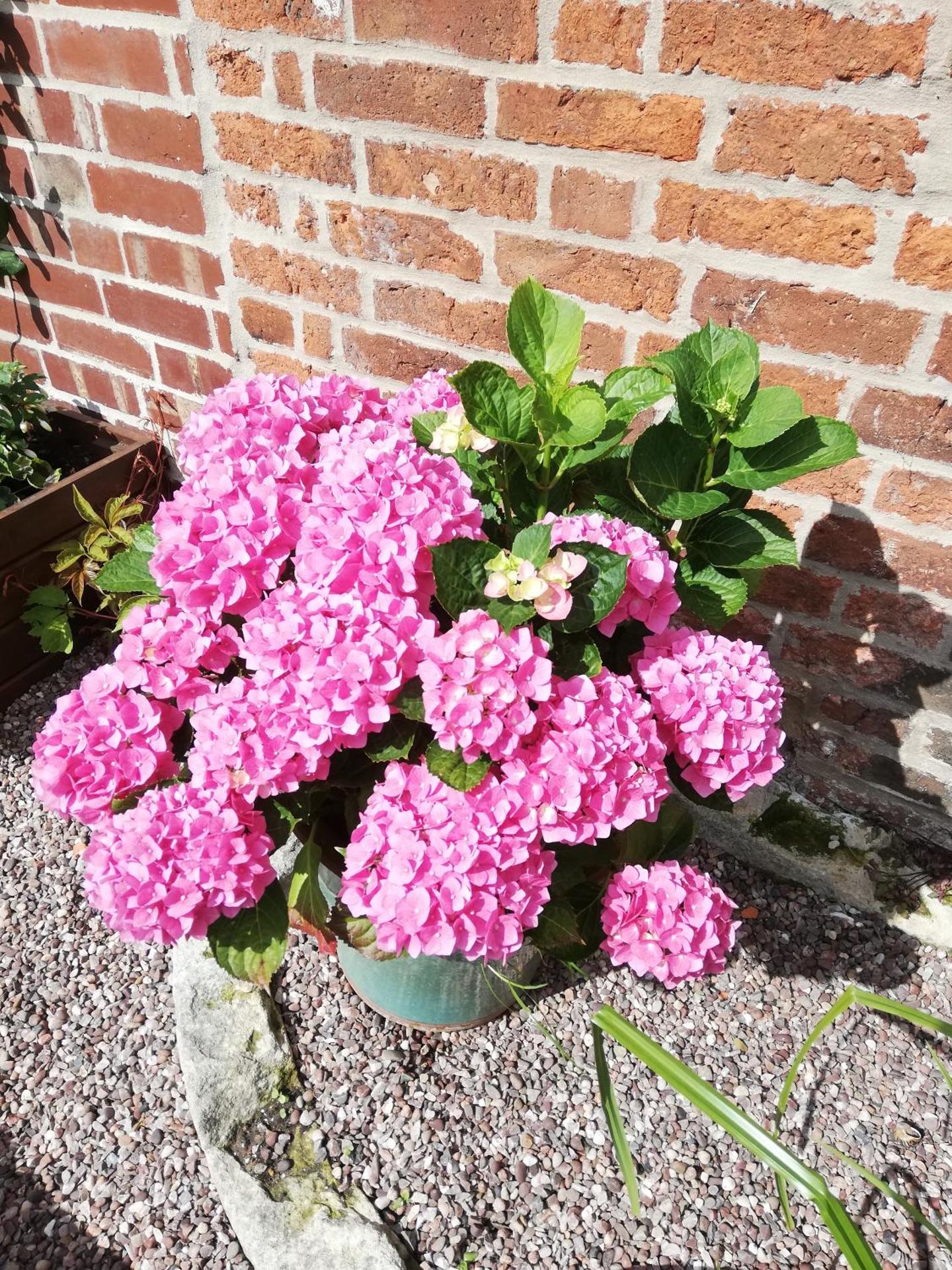 Olive Tree Guest House