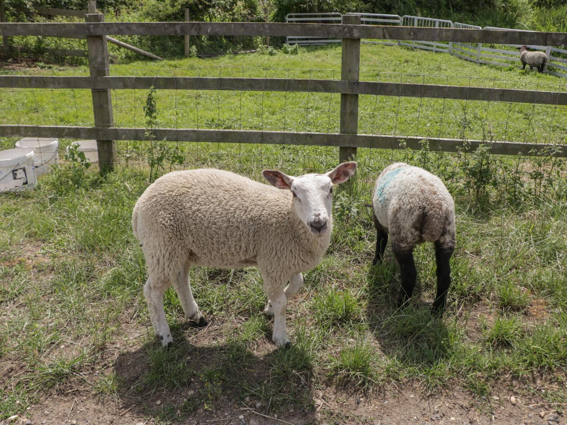 Swallows, 1 The Old Stables