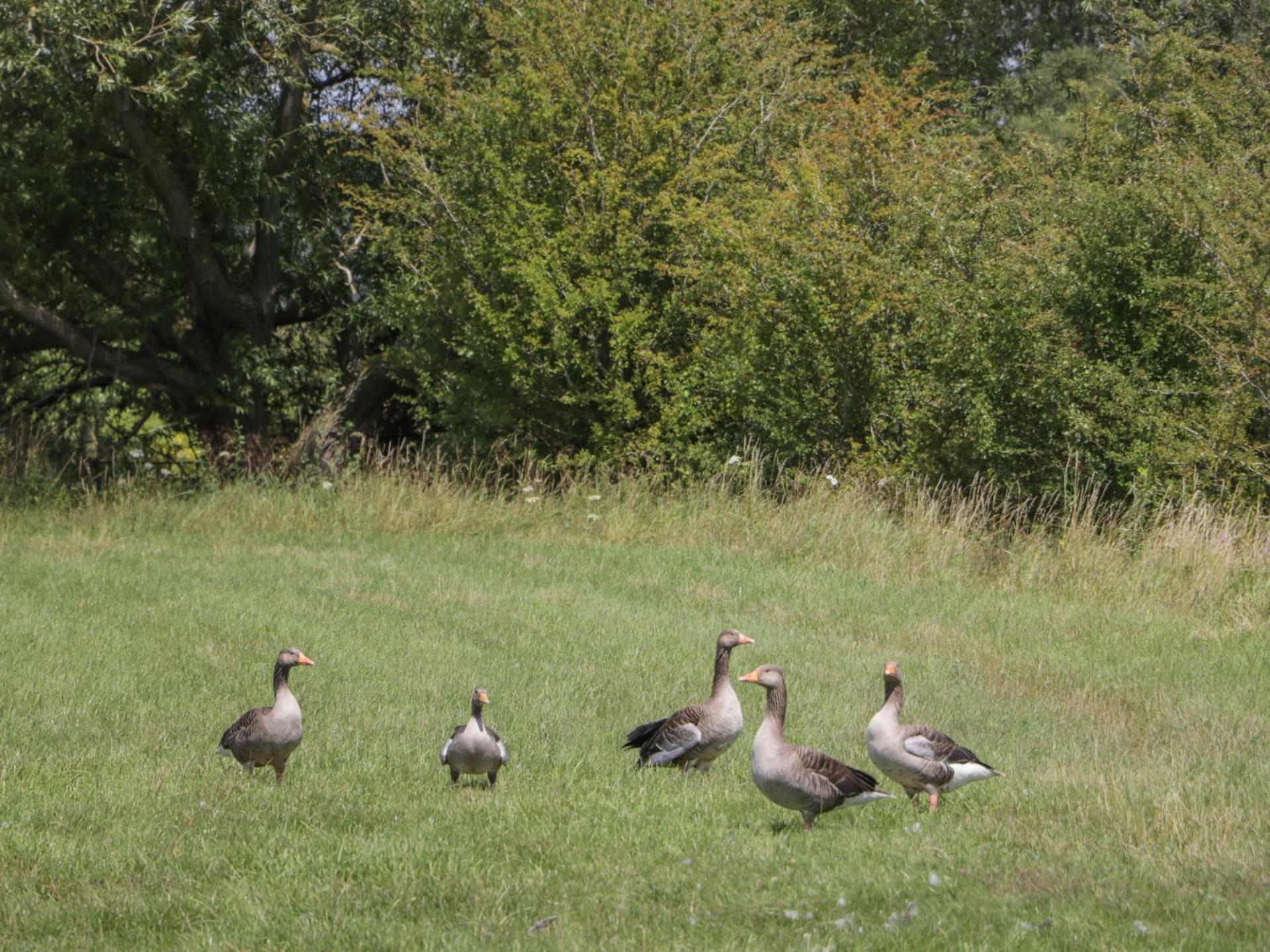 Swallows, 1 The Old Stables