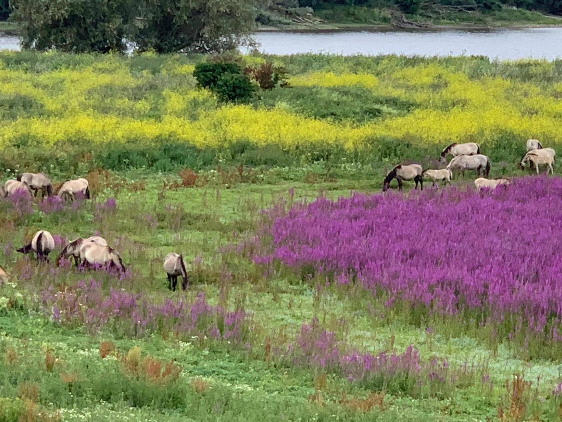 das Ferienhaus Auszeit
