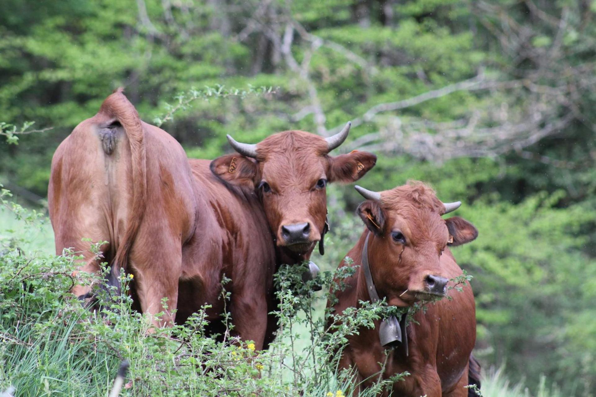 Le chalet de Bernoline vaste appartement tout confort