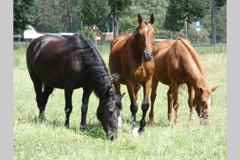 Ferienhaus mit Terrasse und Garten in Wandlitz