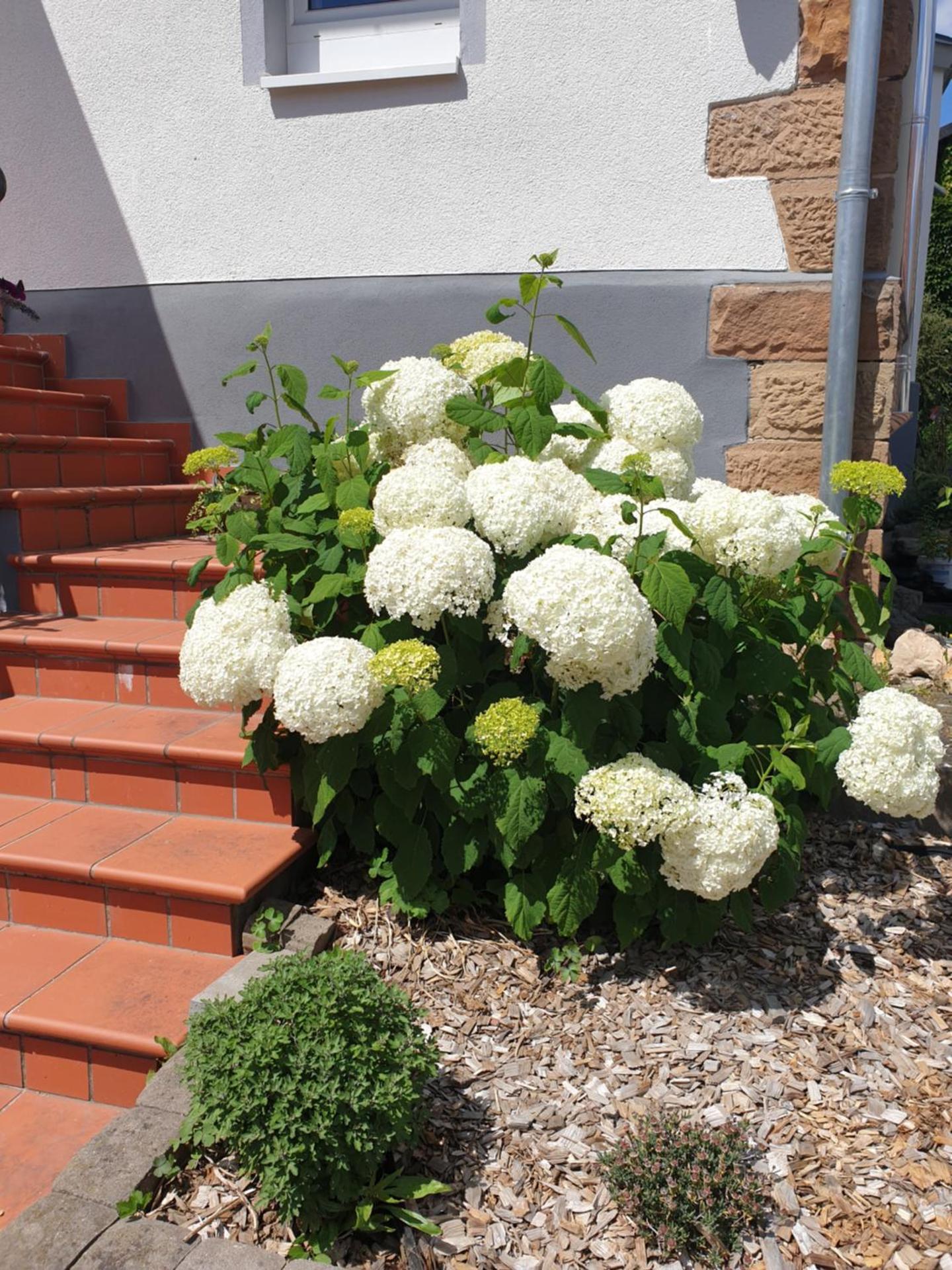 Landpension zur Hainbuche