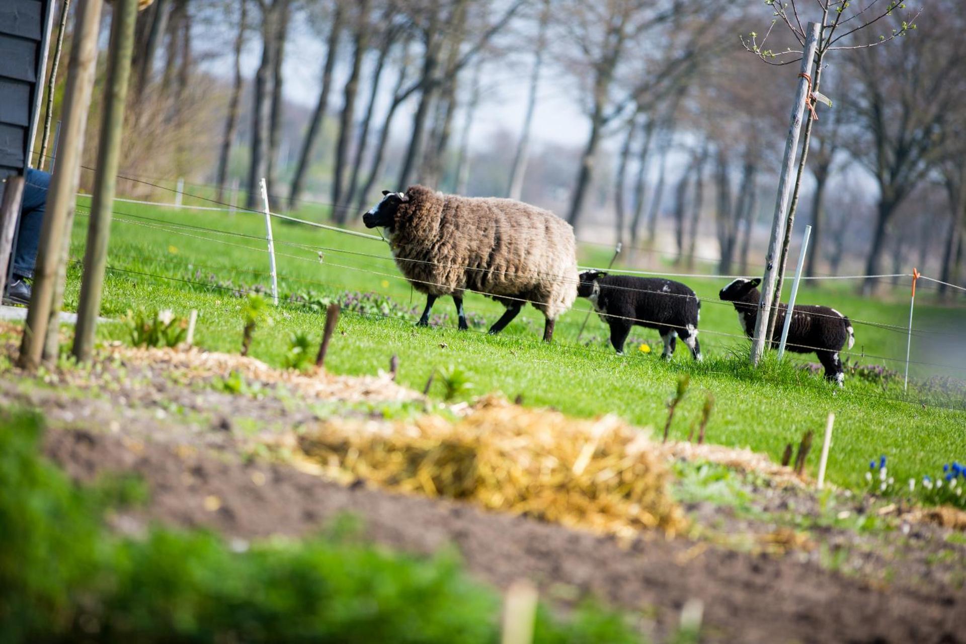 Bed and Breakfast De Volkelse Hooiberg