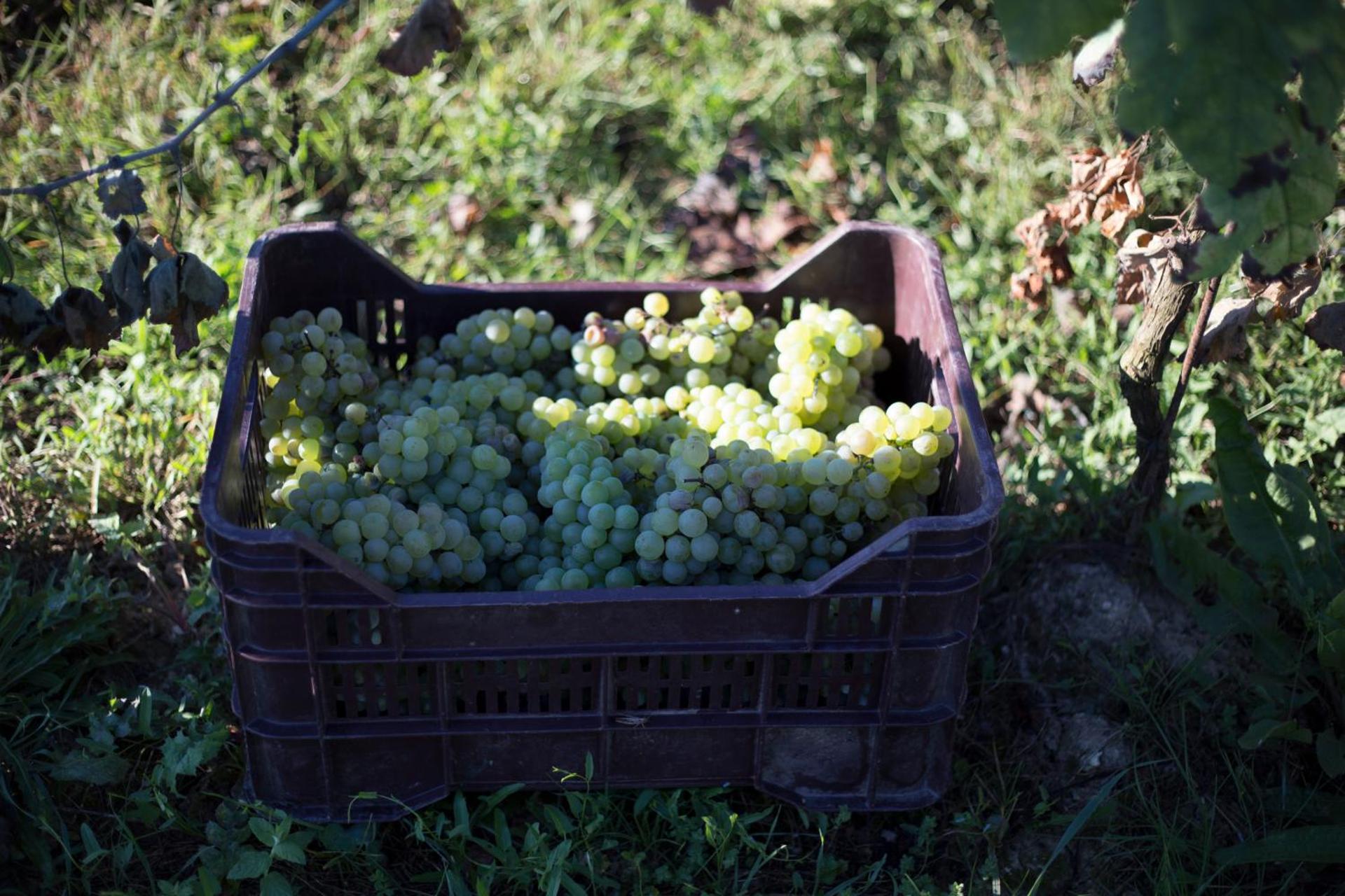Palazzo Tronconi agriturismo