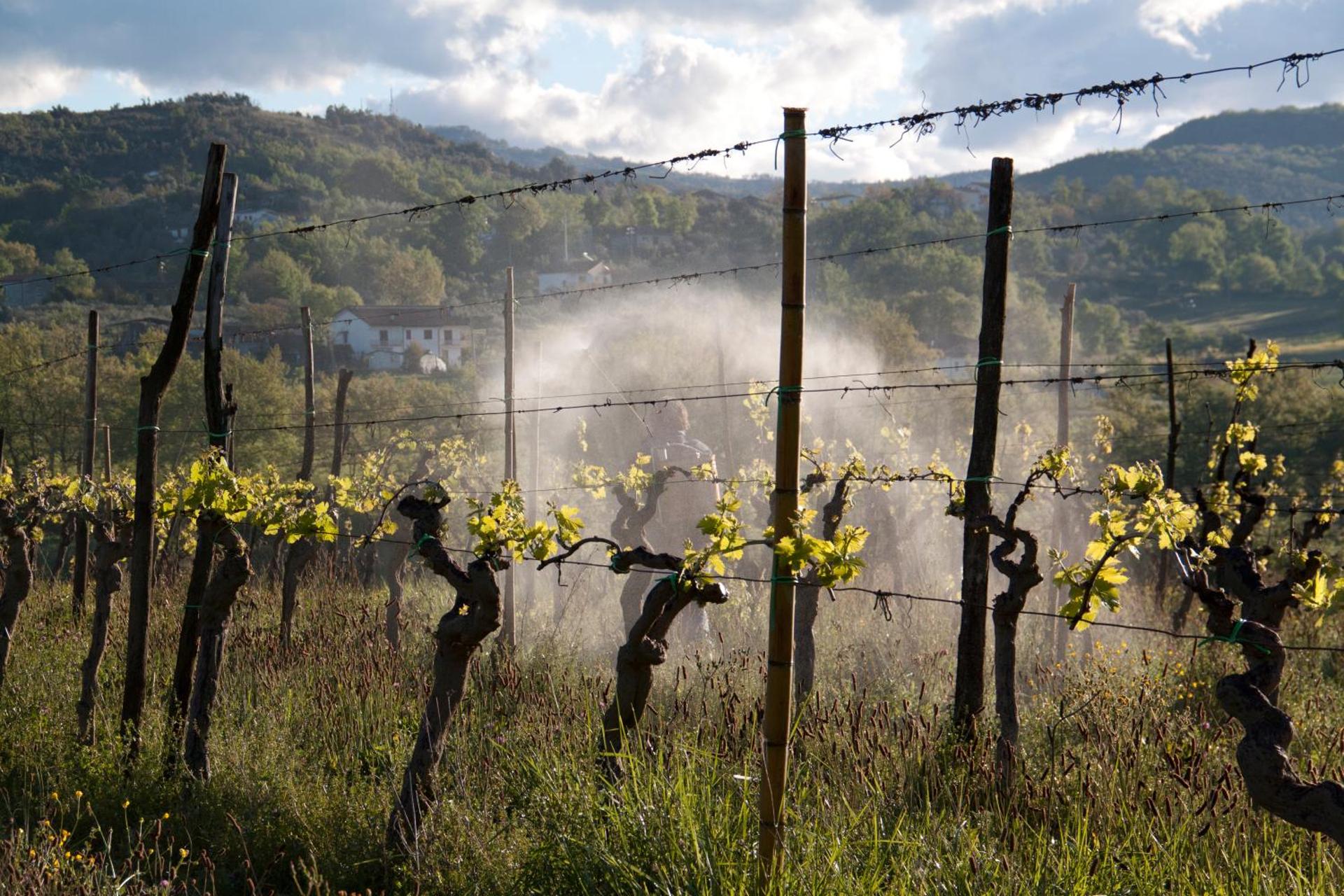 Palazzo Tronconi agriturismo