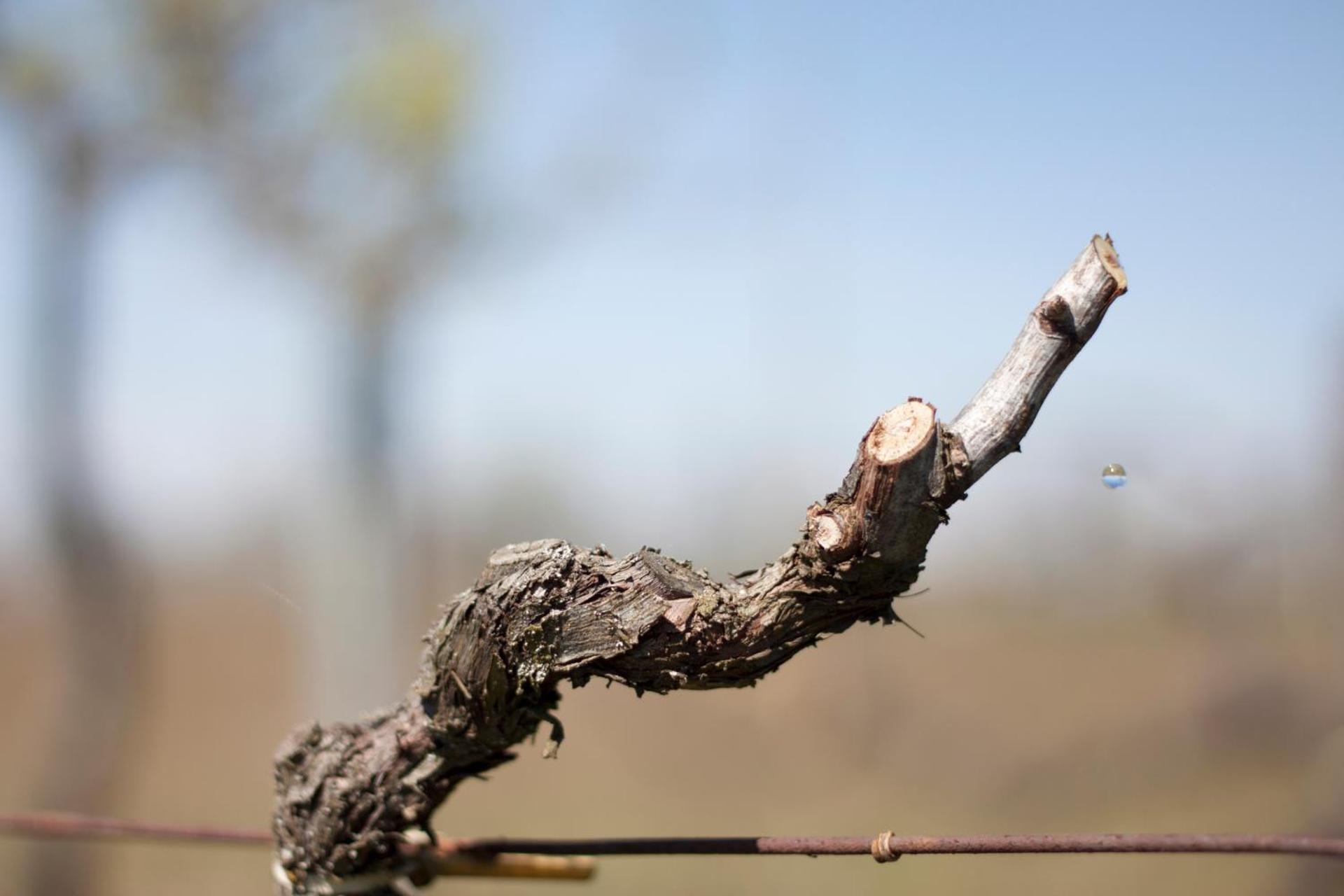 Palazzo Tronconi agriturismo