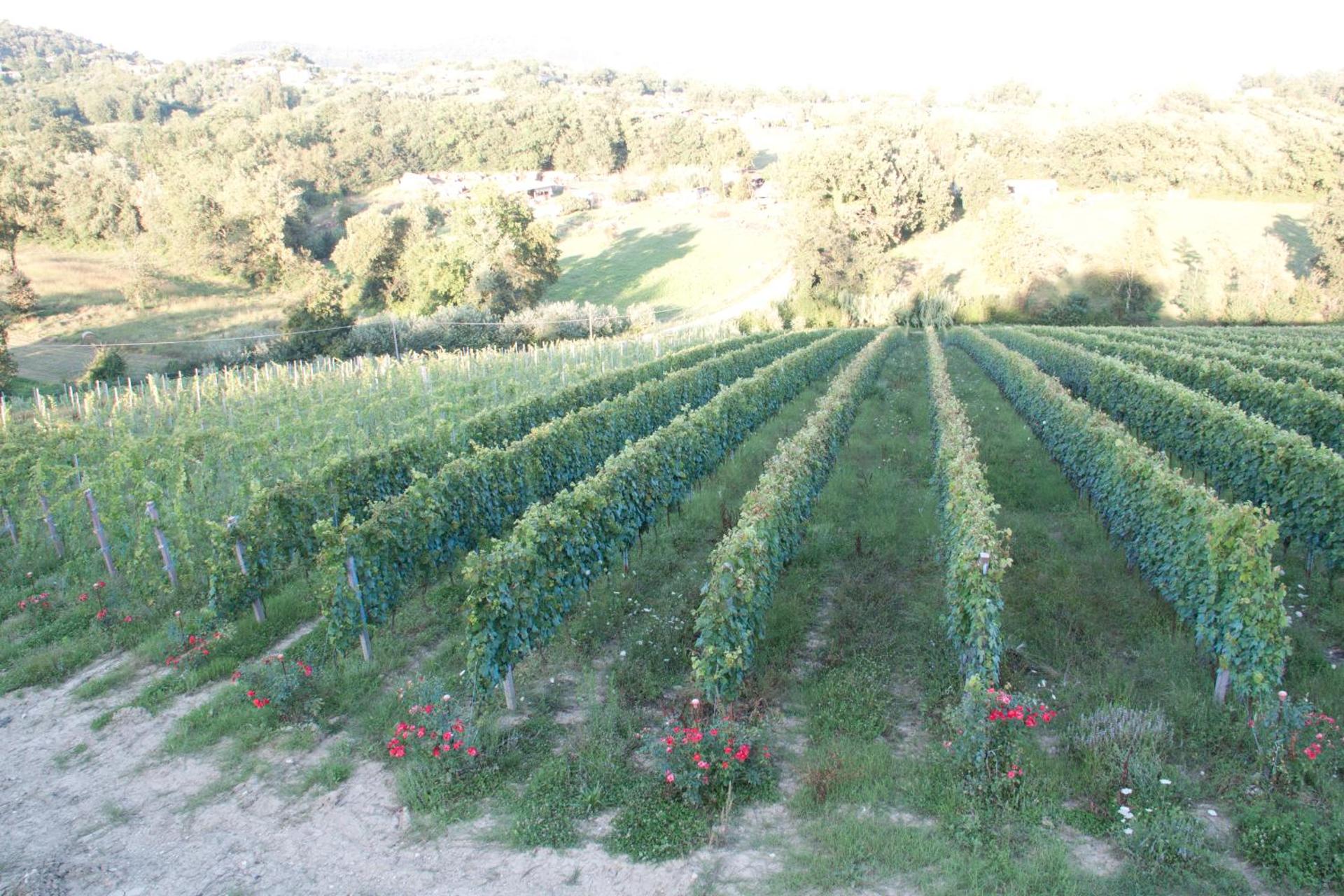 Palazzo Tronconi agriturismo