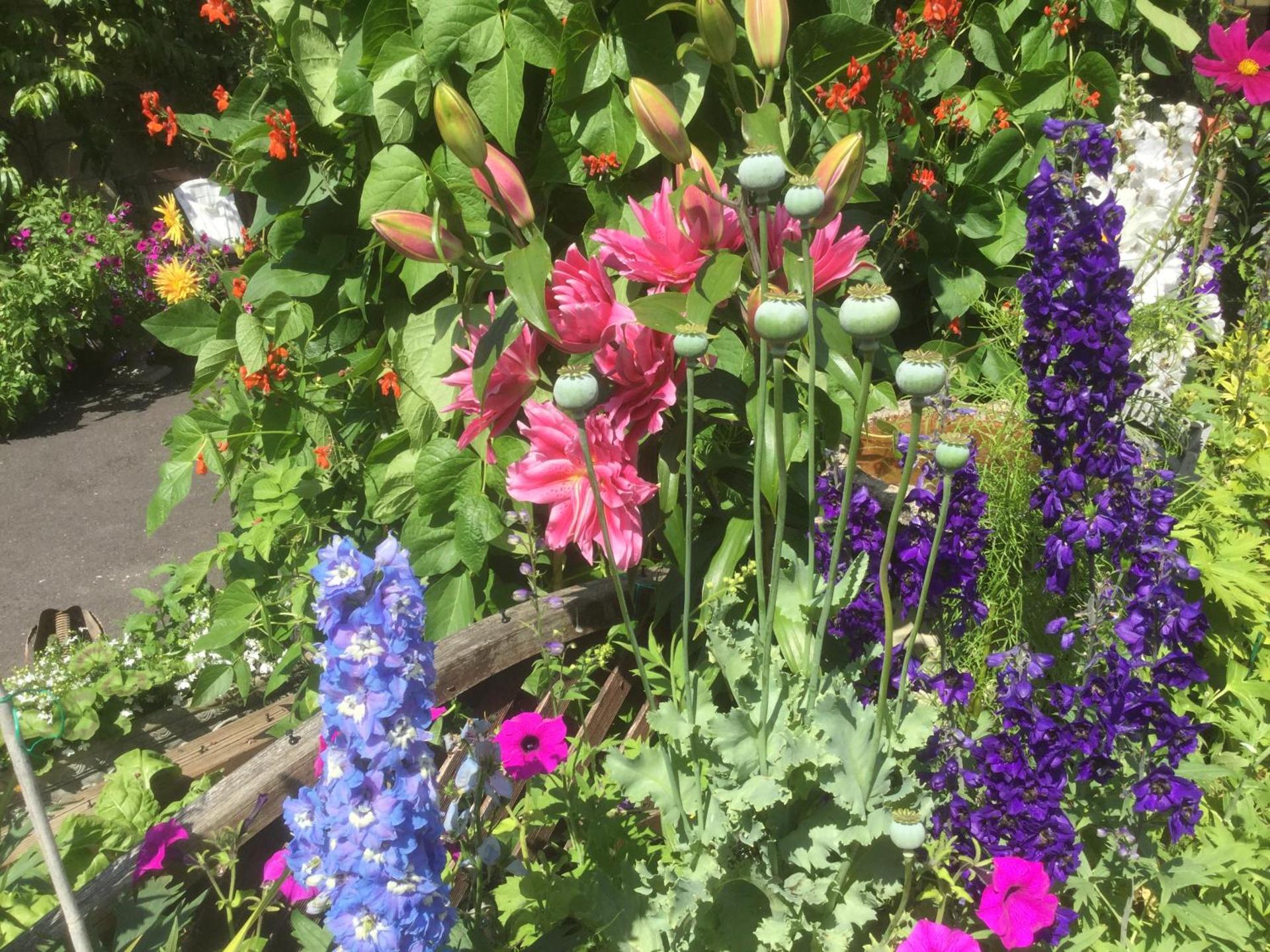 Albertine ,A warm welcome awaits you ,Offering room only or bed and breakfast ,Ideal location for Solent Way ,High Street ,Isle of Wight ,New Forest