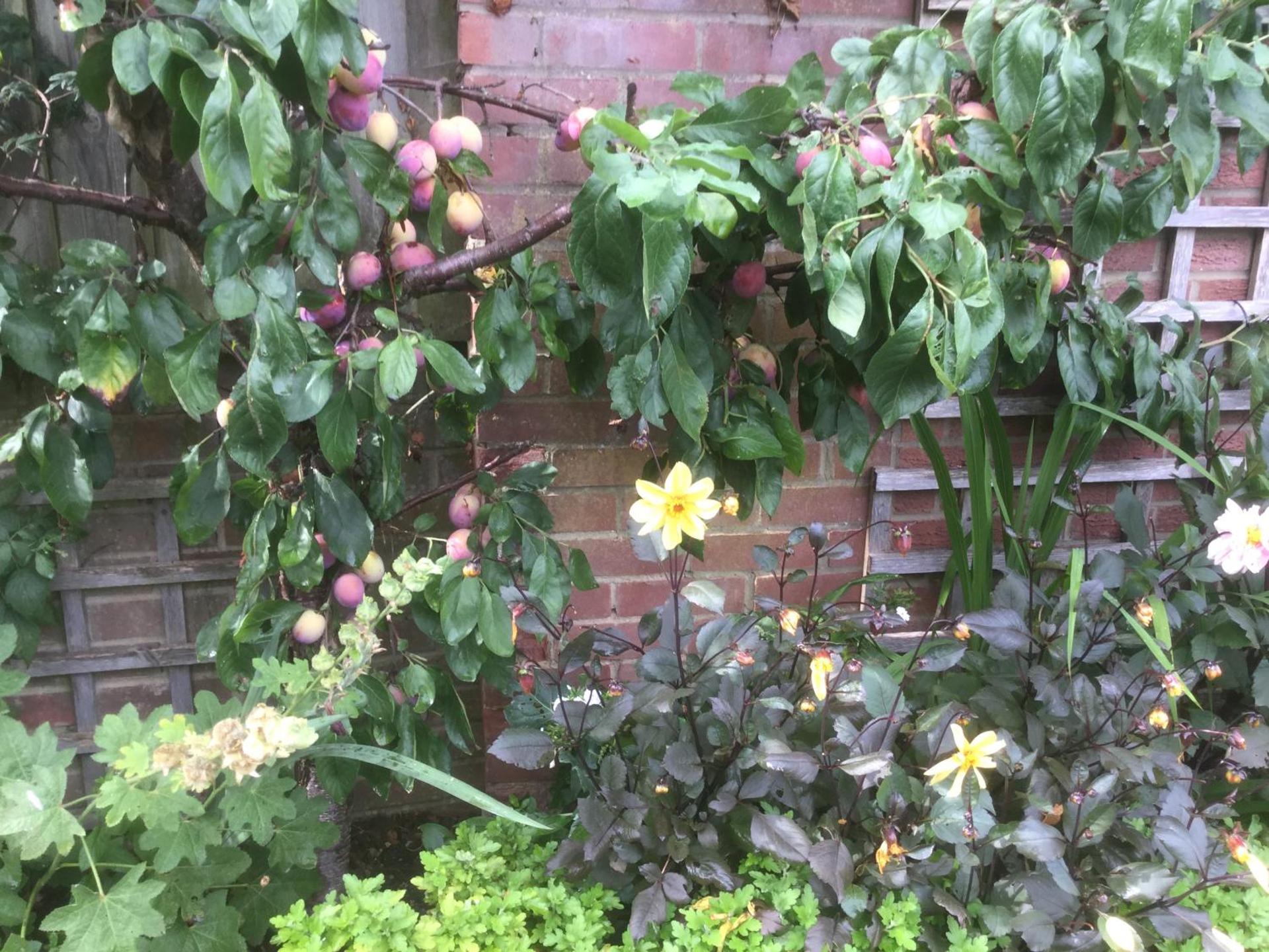 Albertine ,A warm welcome awaits you ,Offering room only or bed and breakfast ,Ideal location for Solent Way ,High Street ,Isle of Wight ,New Forest