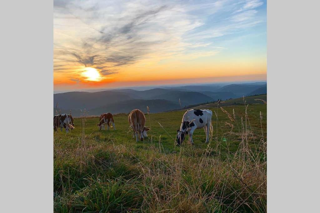 Appartement avec terrasse privative