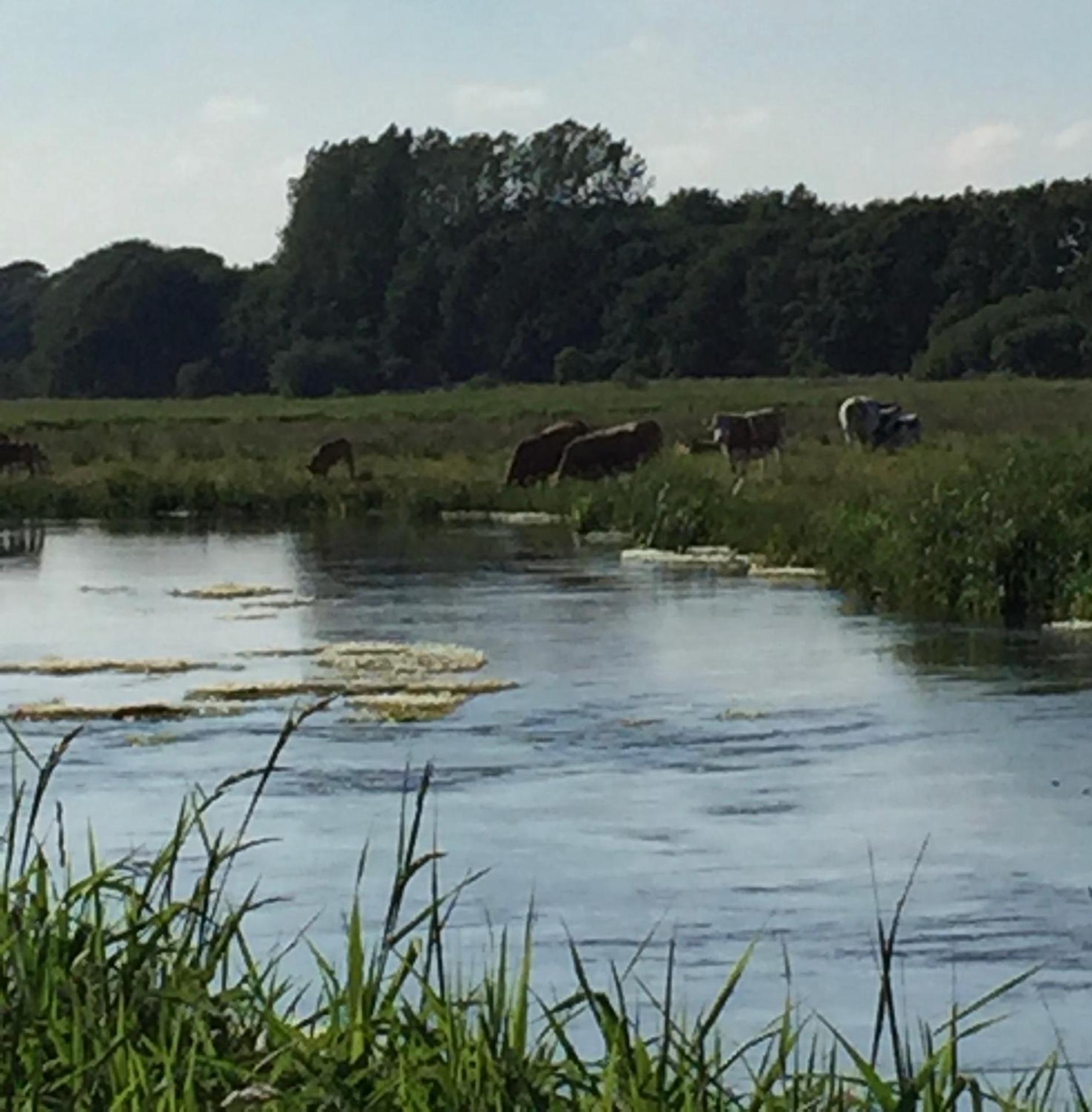 Lejlighed ved Kongeåen