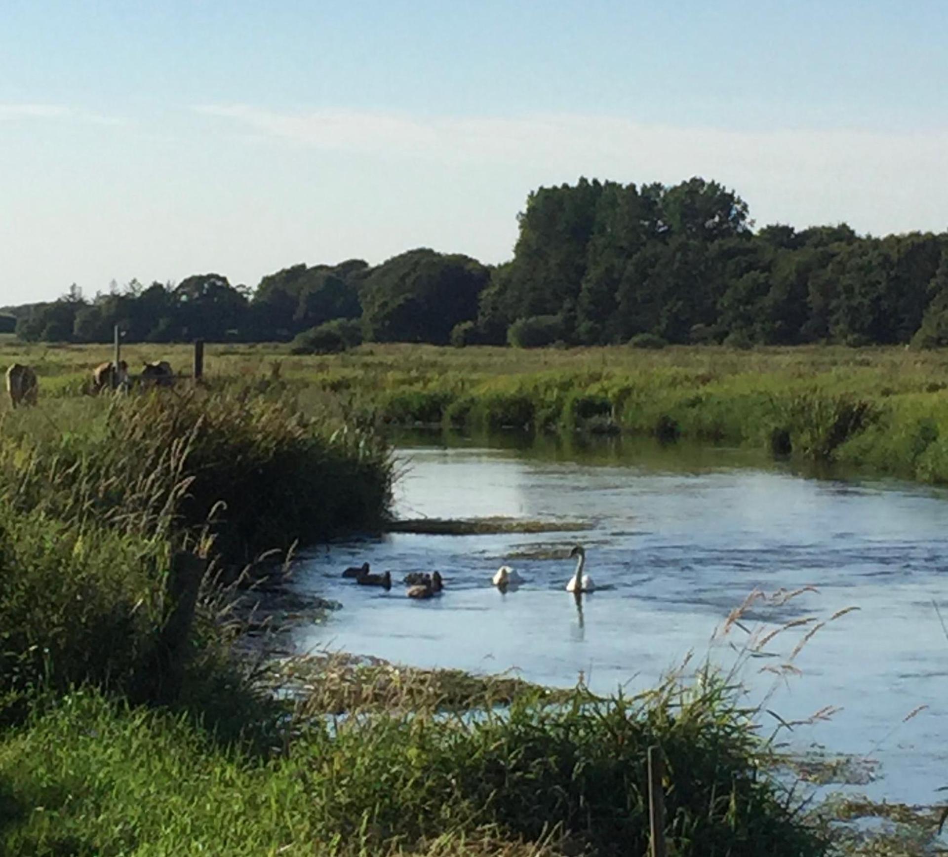 Lejlighed ved Kongeåen