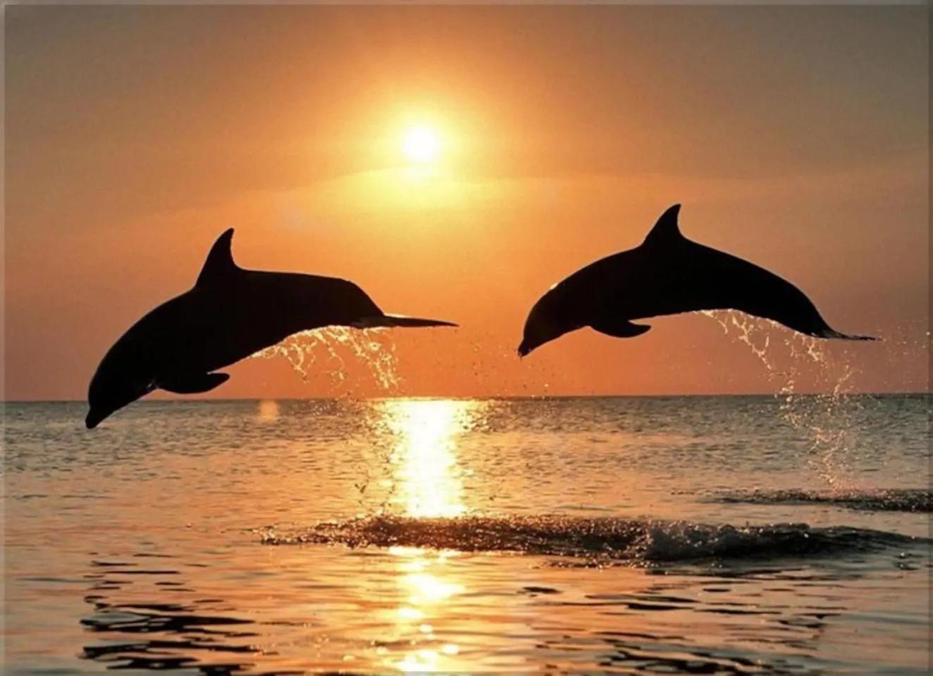 Old town apartment Popovic