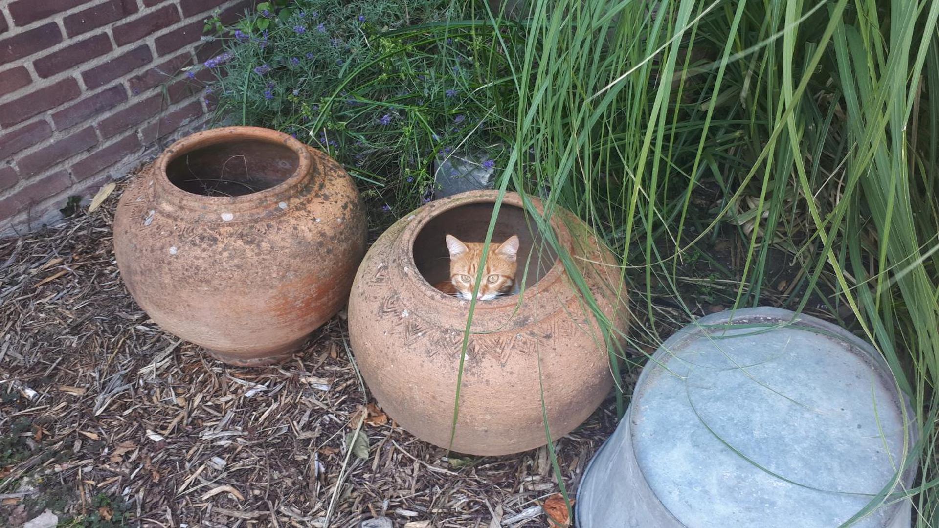 House Akerdijk 5 persons 3 bedrooms