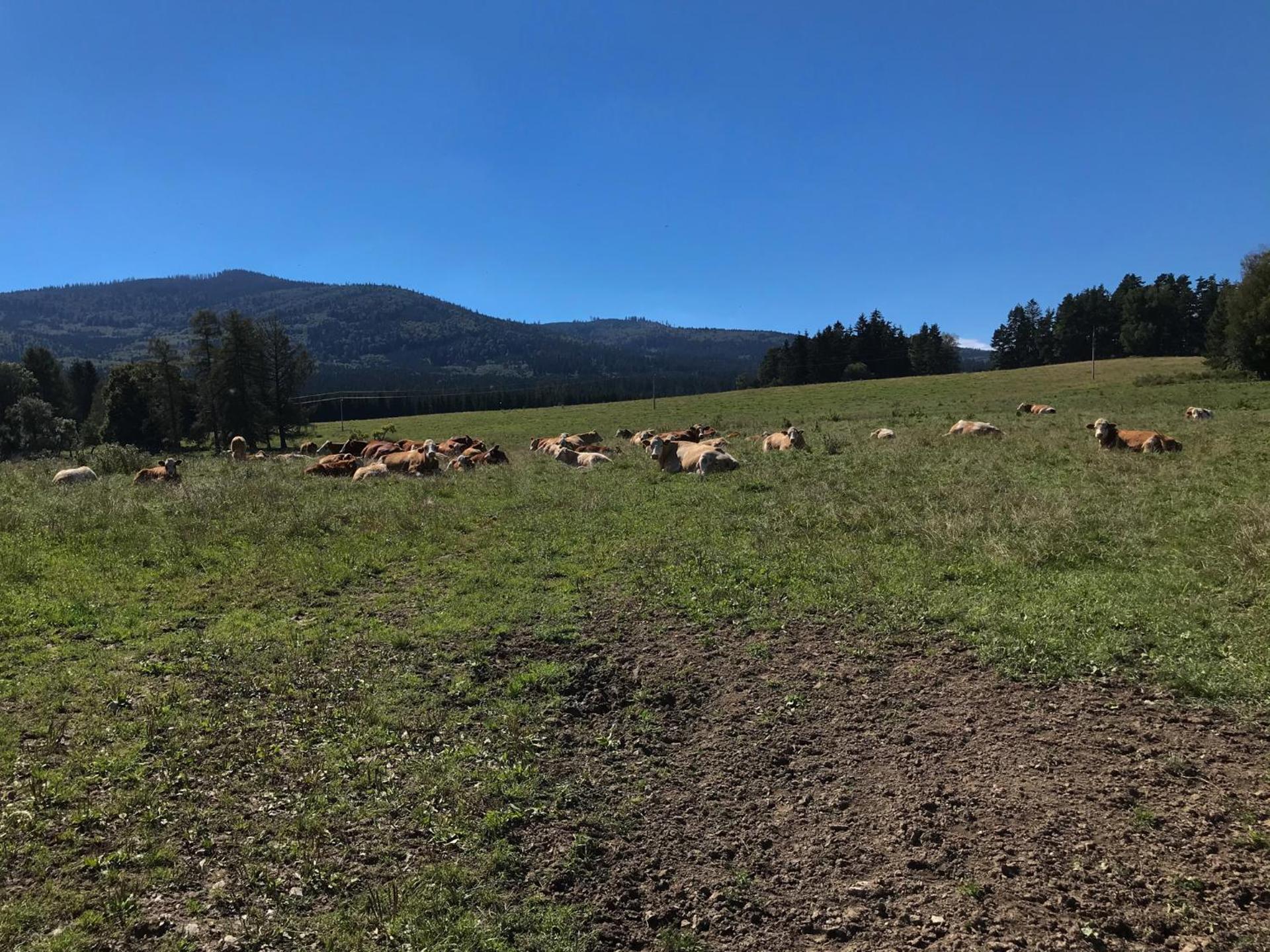 Apartmán u jezera Lipno - Nové