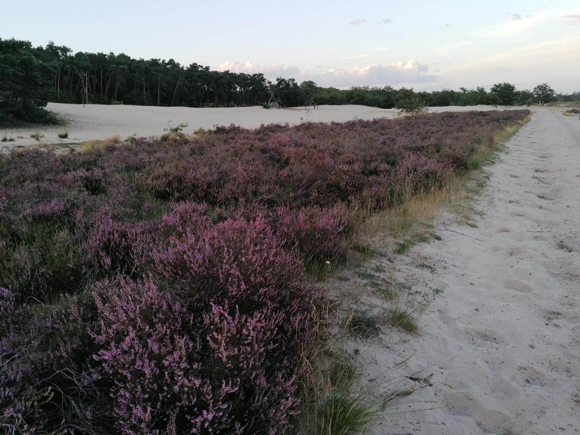 Vakantiehuis De Schaapskooi