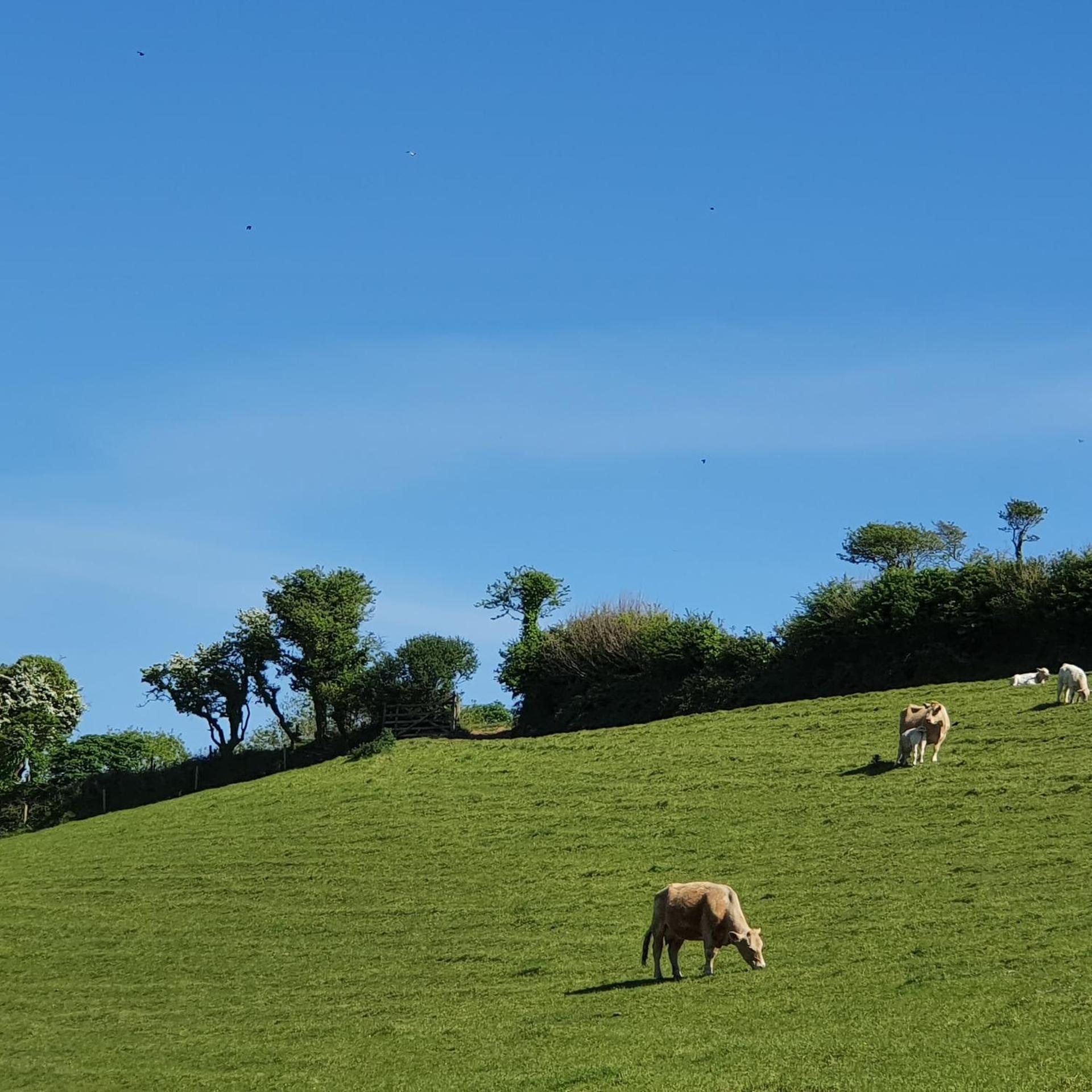 Luxury Coastal Shepherds Hut with hot tub, dining dome & a 5 Minute Walk to Pubs and Village