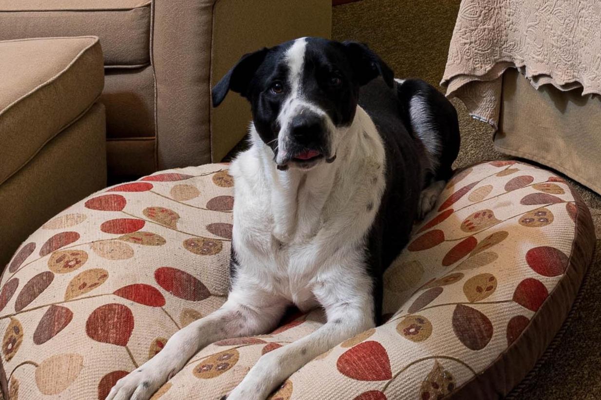 Double Queen Room - Dog Friendly