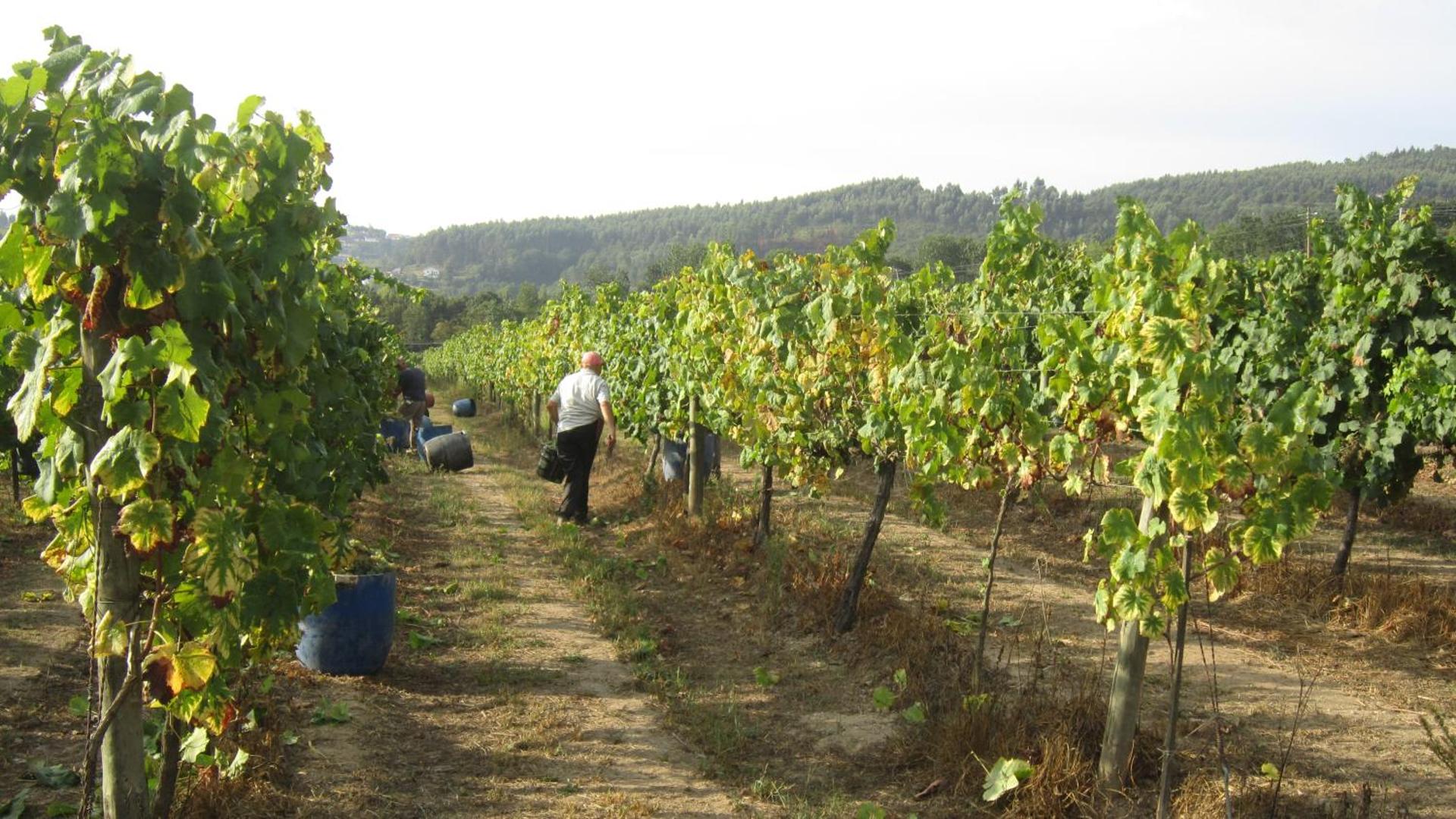 Paco de Pombeiro - Turismo de Habitacao
