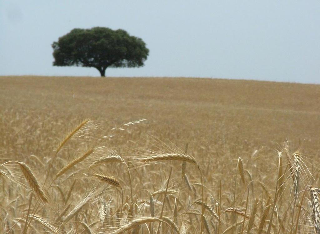 Hospedaria A Italiana