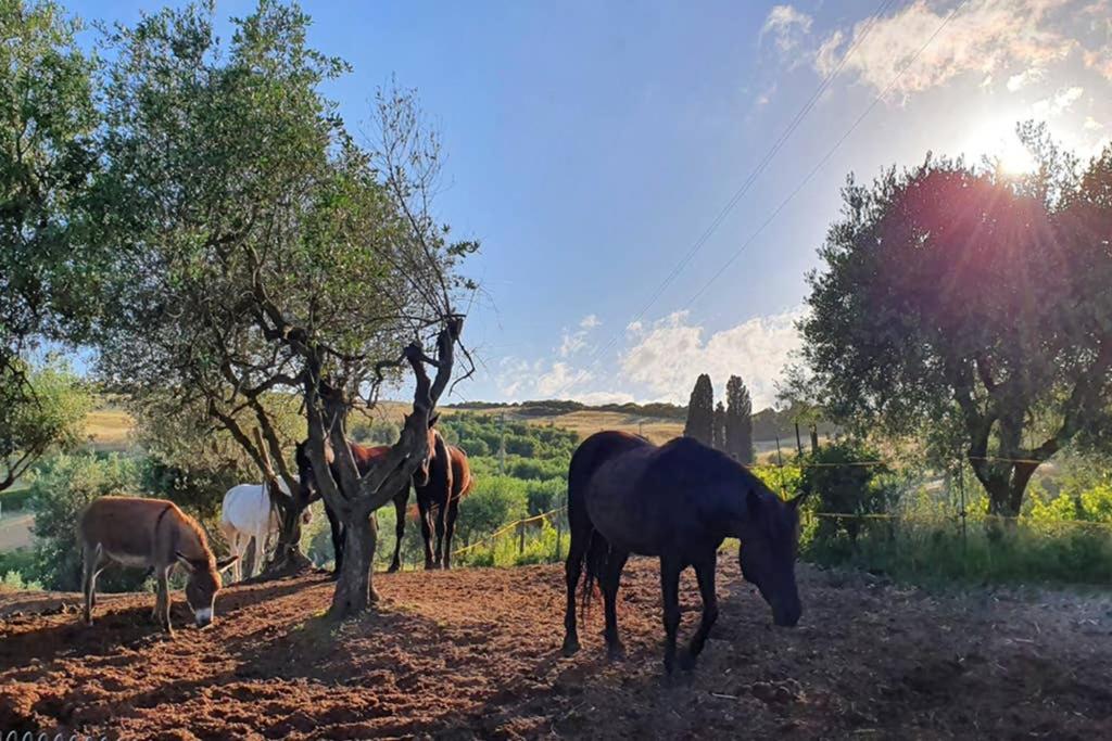 Appartamento Il Nido