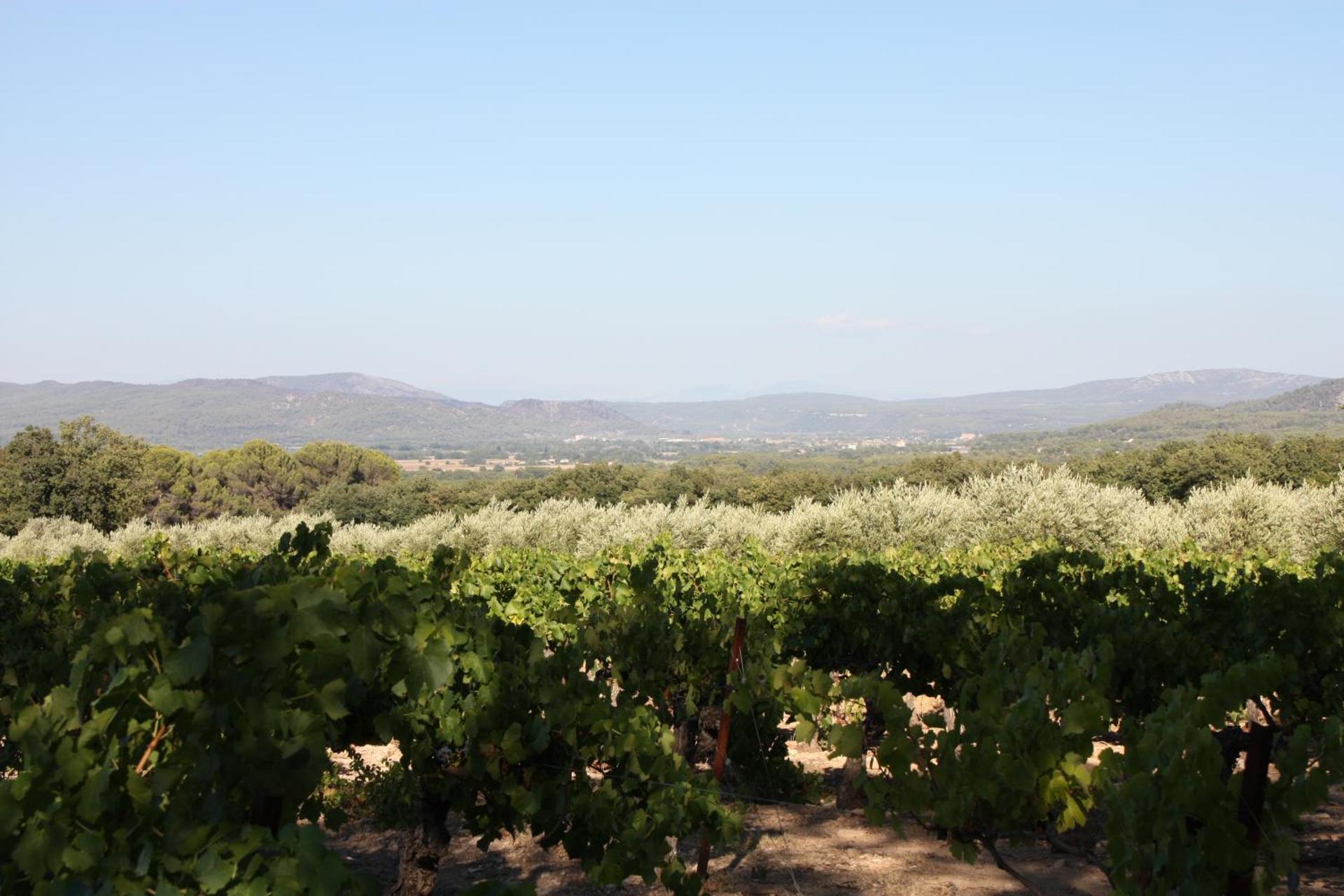 Logis au milieu des pins