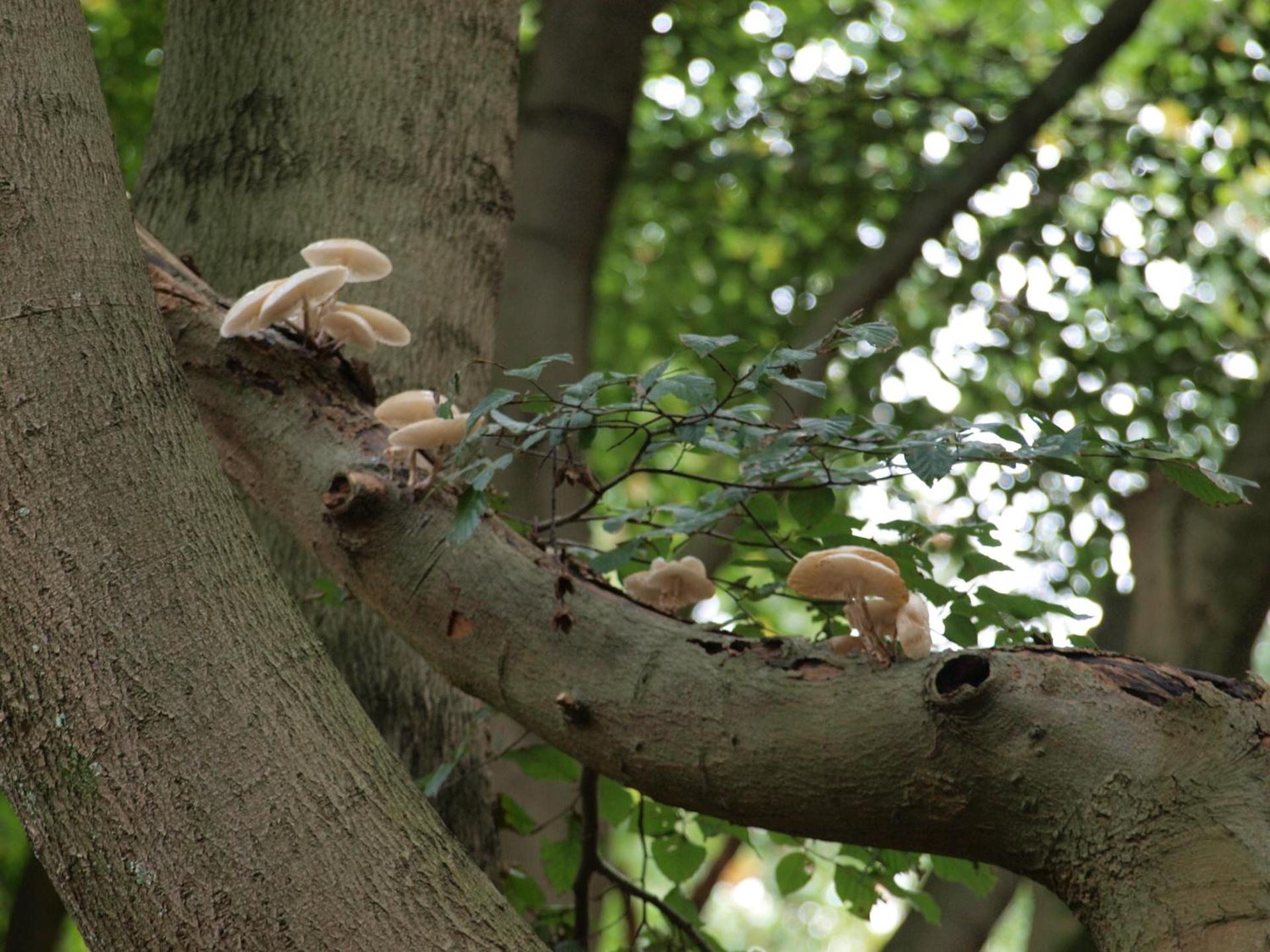 Bed En - of zonder - Breakfast Putten
