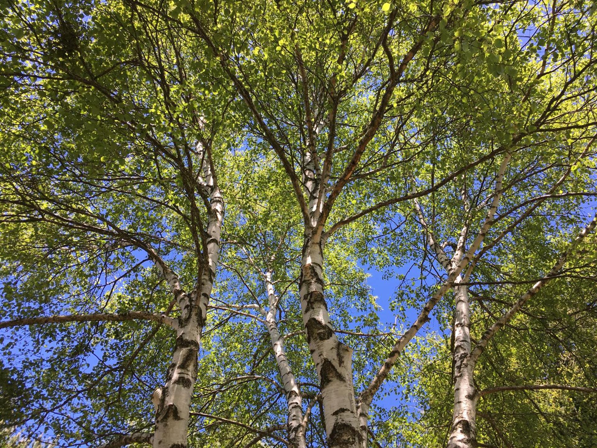 Suite with Hot Tub and Garden View	