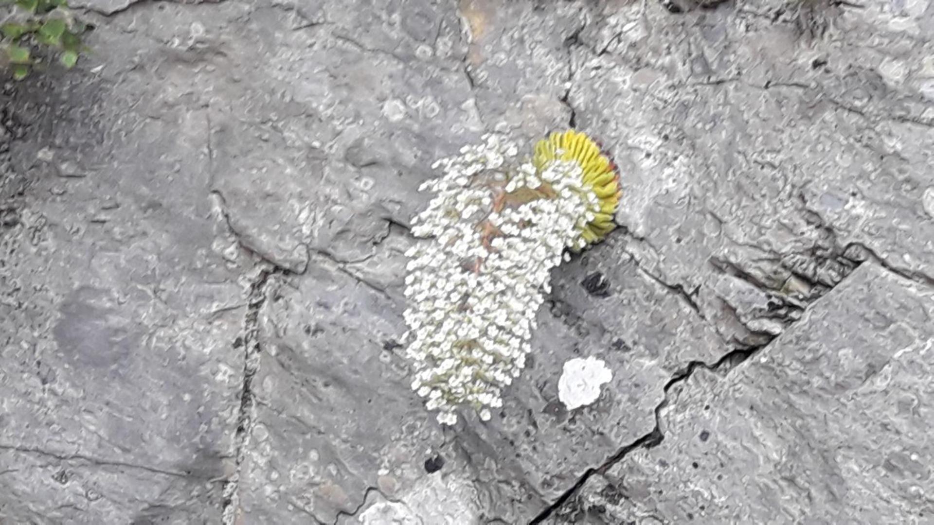 Chambres d'hôtes L'Astazou