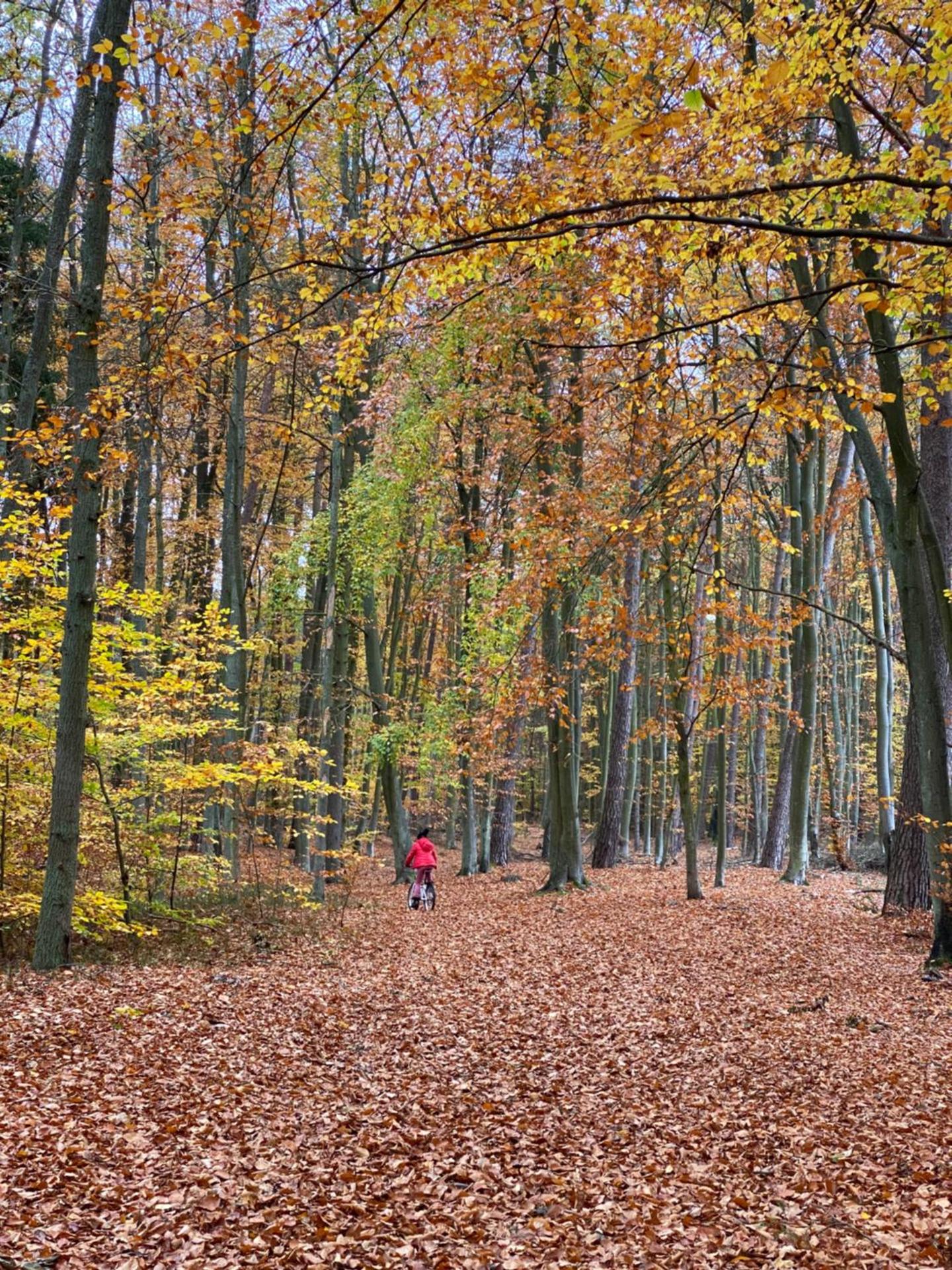 Apartament Jantarowe Zacisze Rose