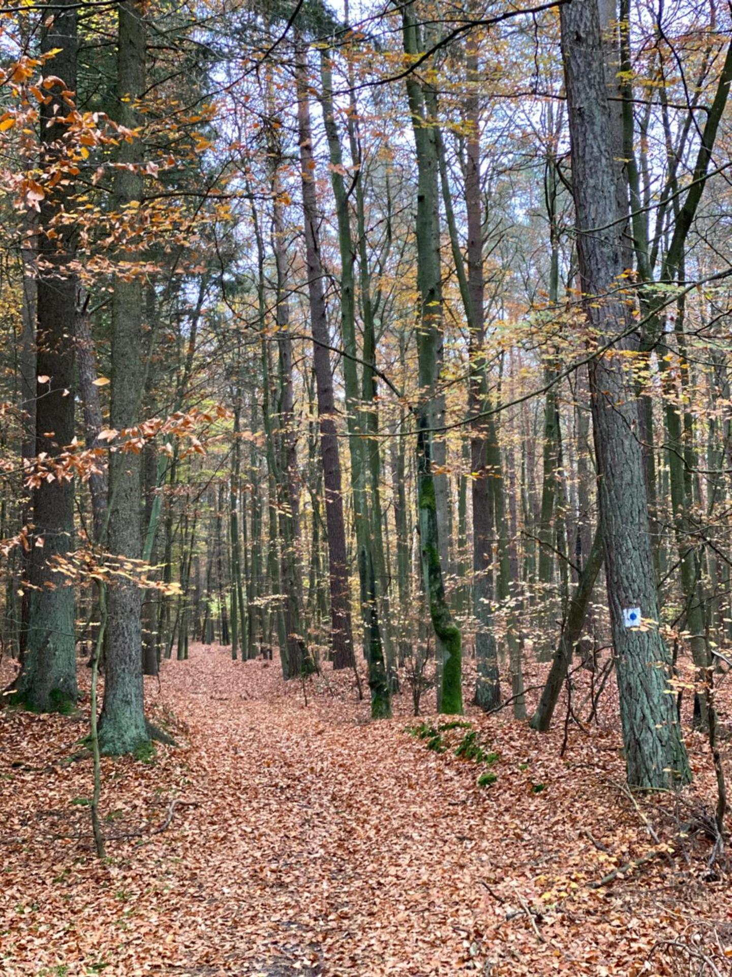 Apartament Jantarowe Zacisze Green