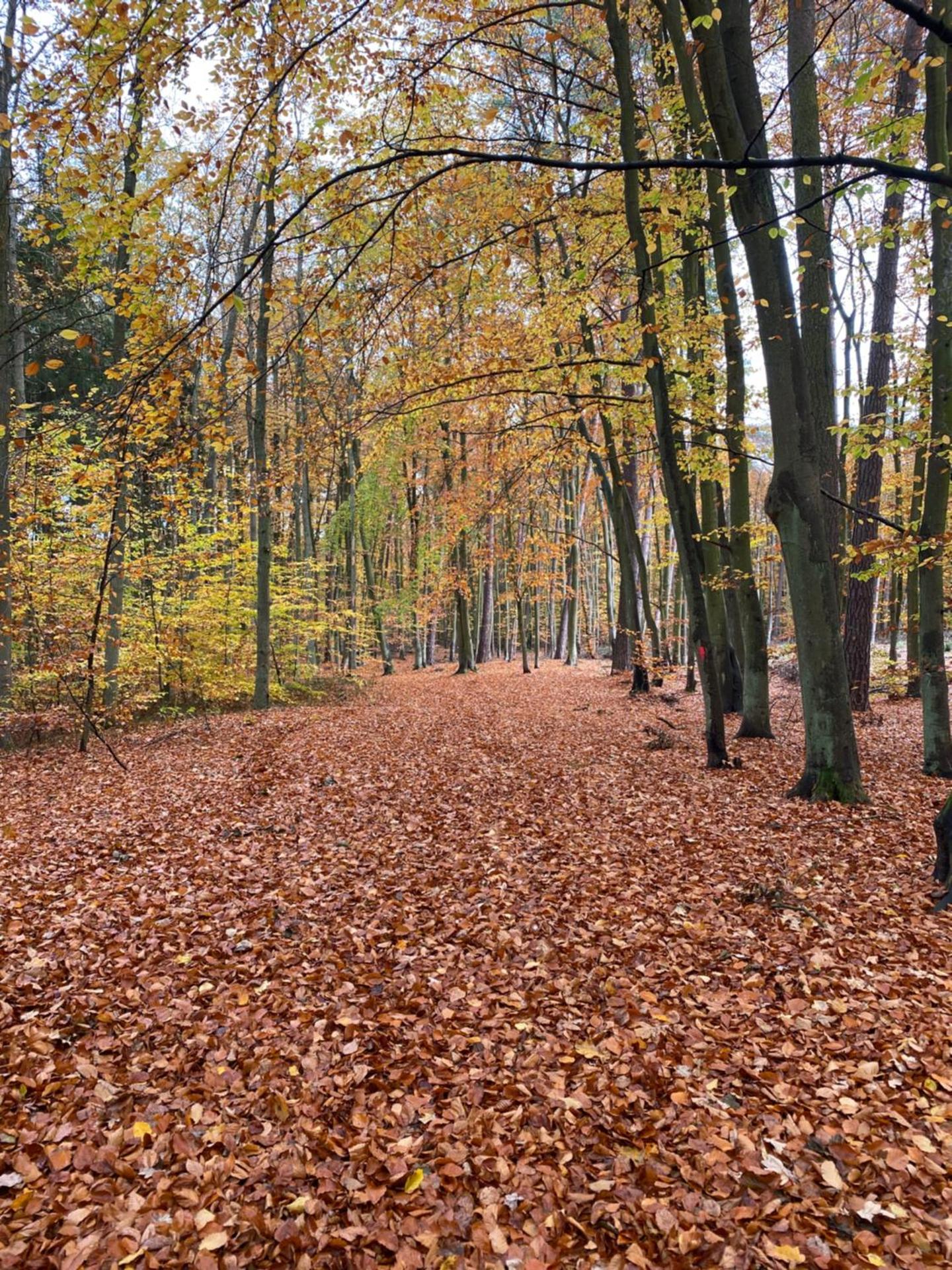 Apartament Jantarowe Zacisze Green