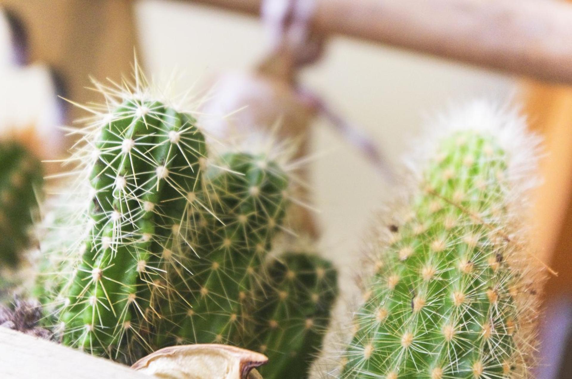 Casa De Ajala - B&B de Charme in Antica Dimora totalmente ristrutturata e dotata di tutti i confort Bagni privati Spazio living Patio esterno Ambienti climatizzati Degustazioni prodotti locali