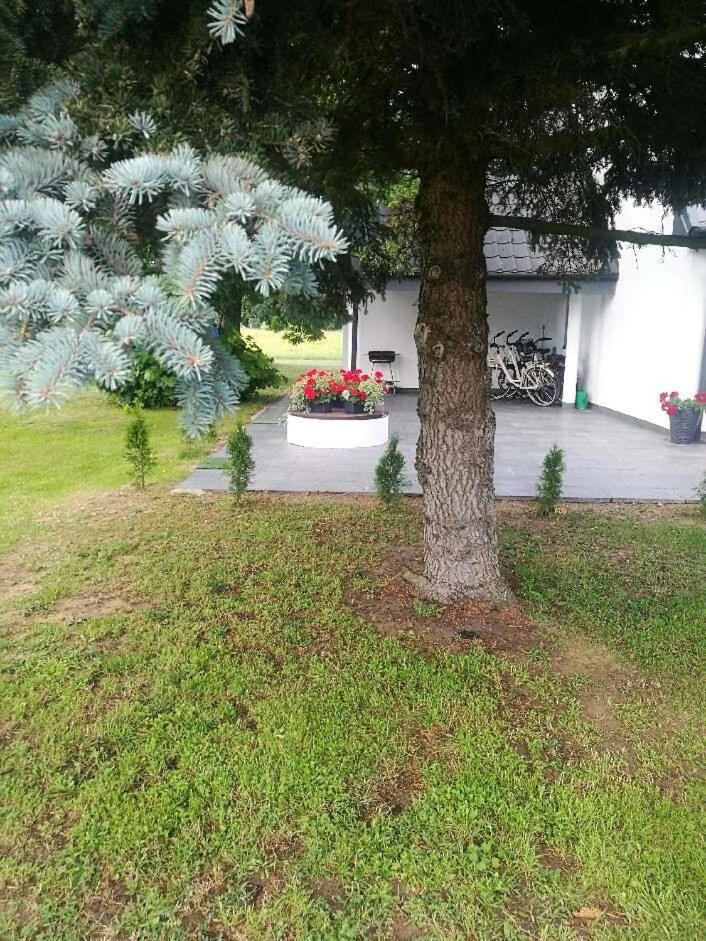 dom do wynajecia oaza