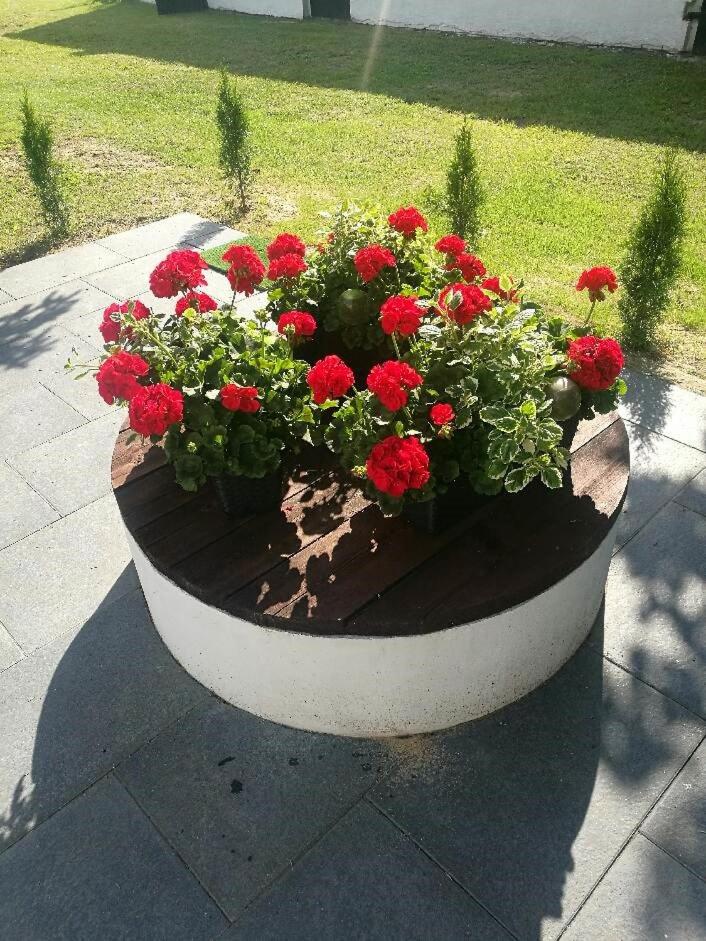 dom do wynajecia oaza