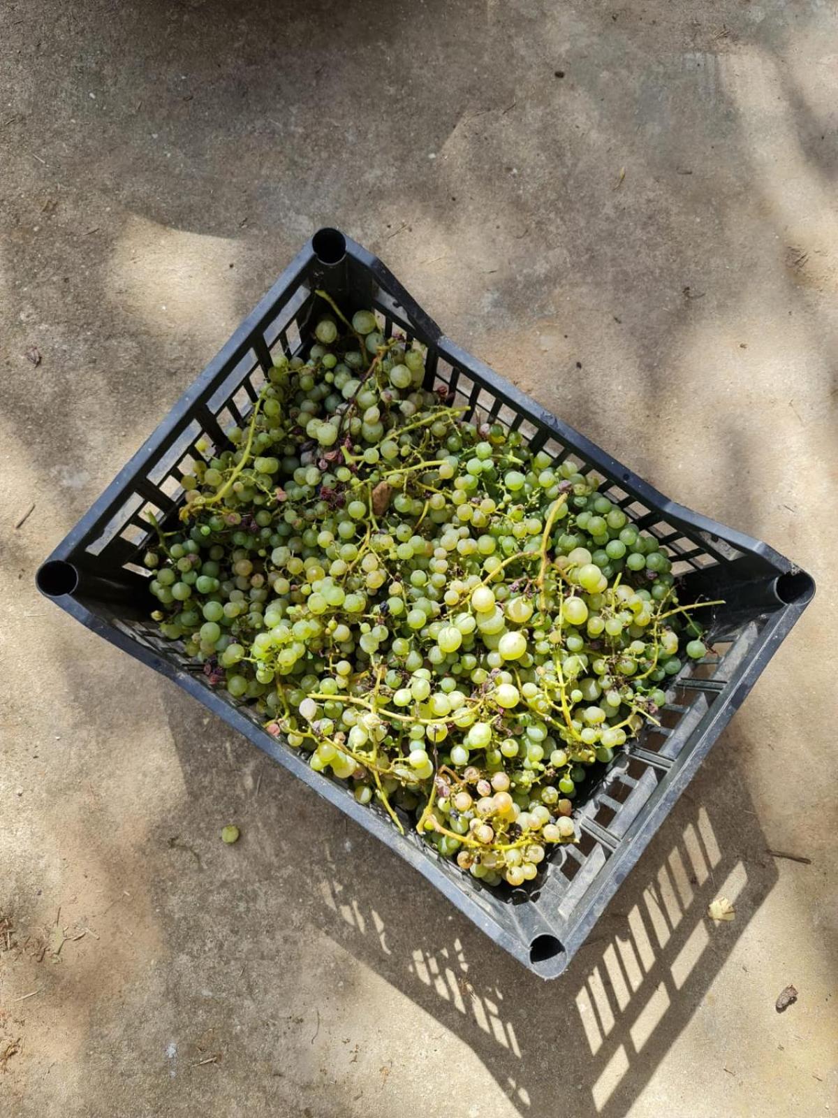 Het Hongaarse Wijnhuis