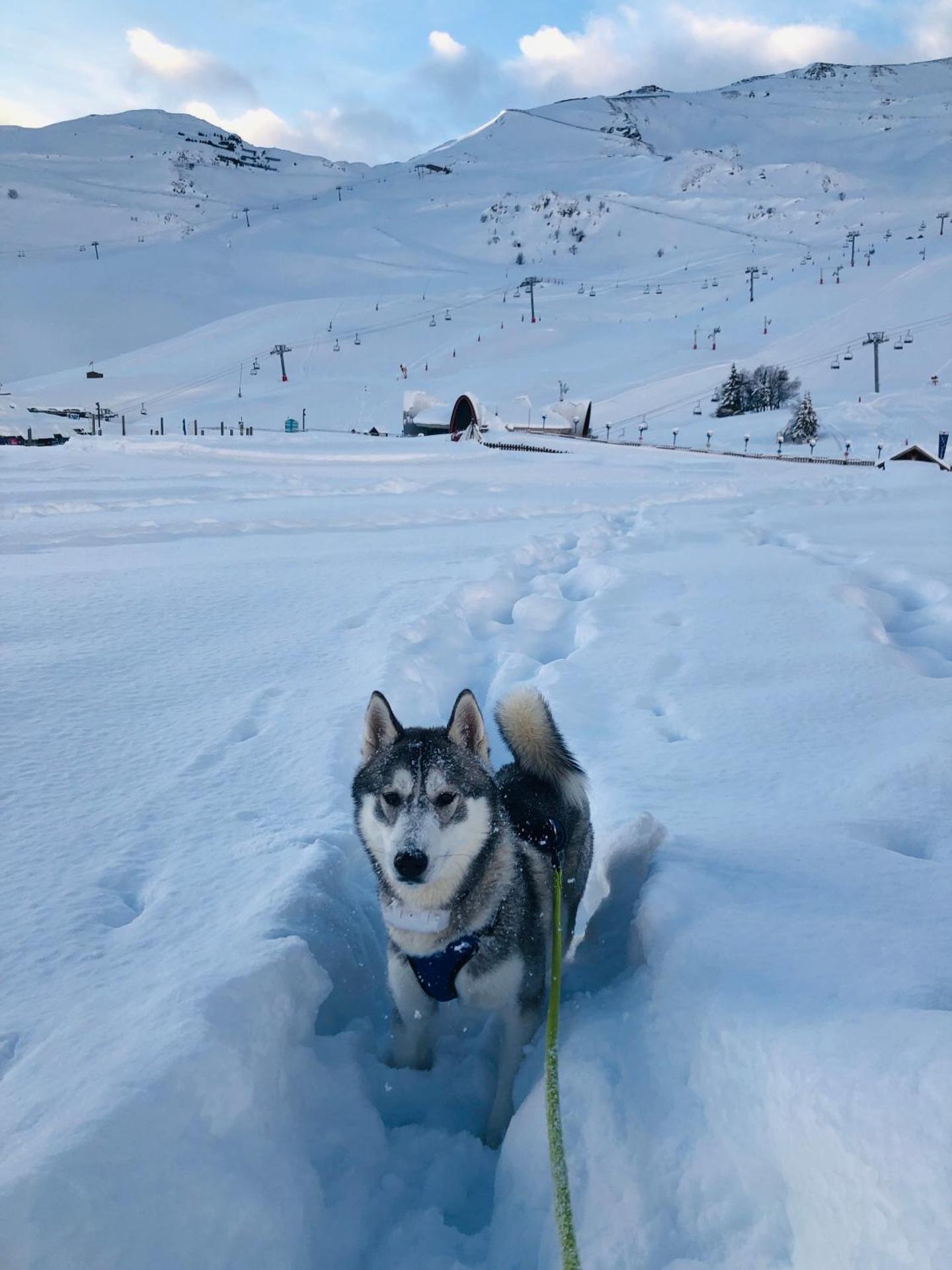 Appartement au pied des pistes- Piau Engaly