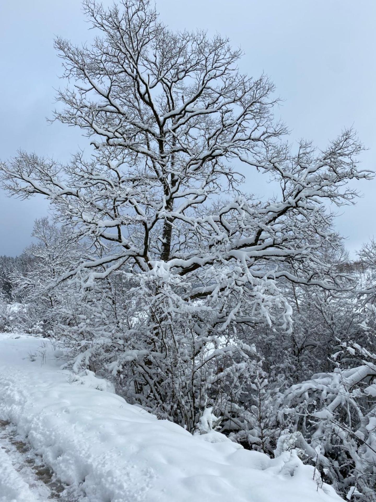 Chalet Le Grand Cerf