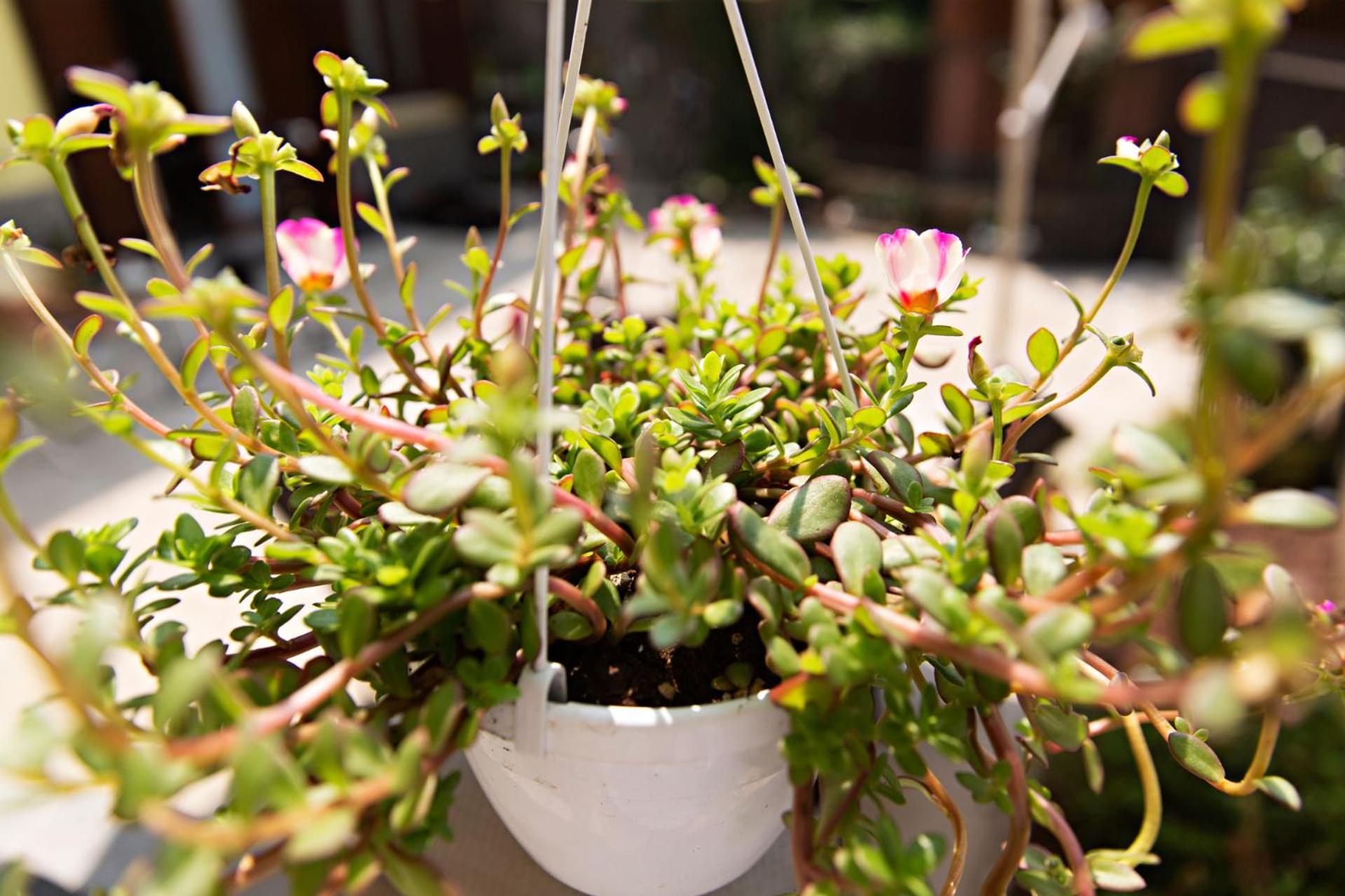 La Corte della Nonna