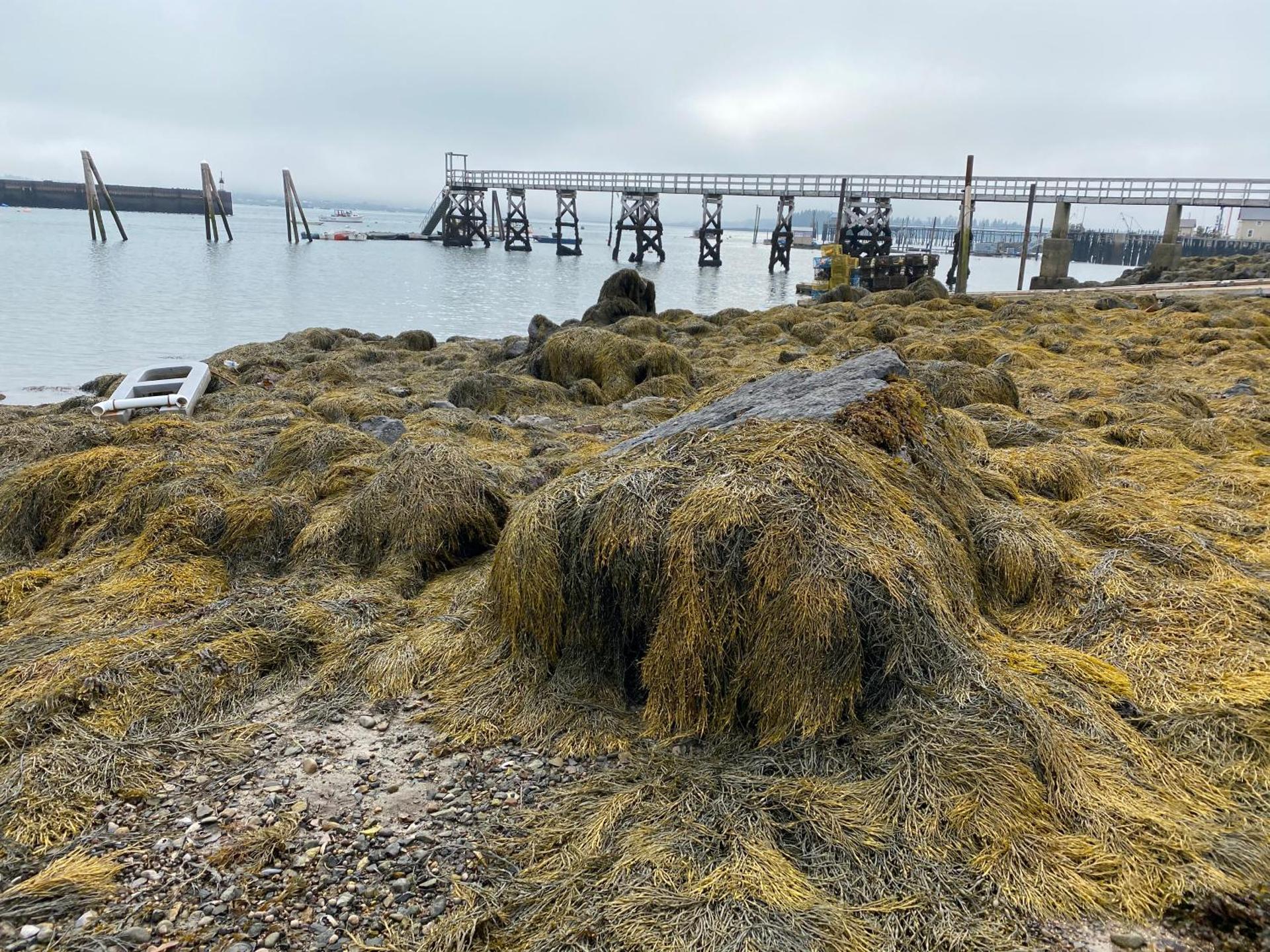 Harbor House Hotel by Umaniii in Jonesport Maine