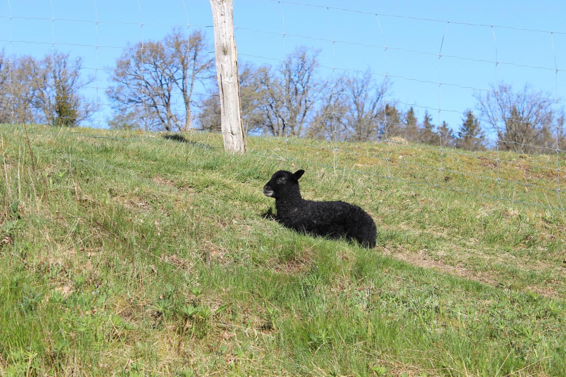 Björsjöås Vildmark - Small camping cabin close to nature