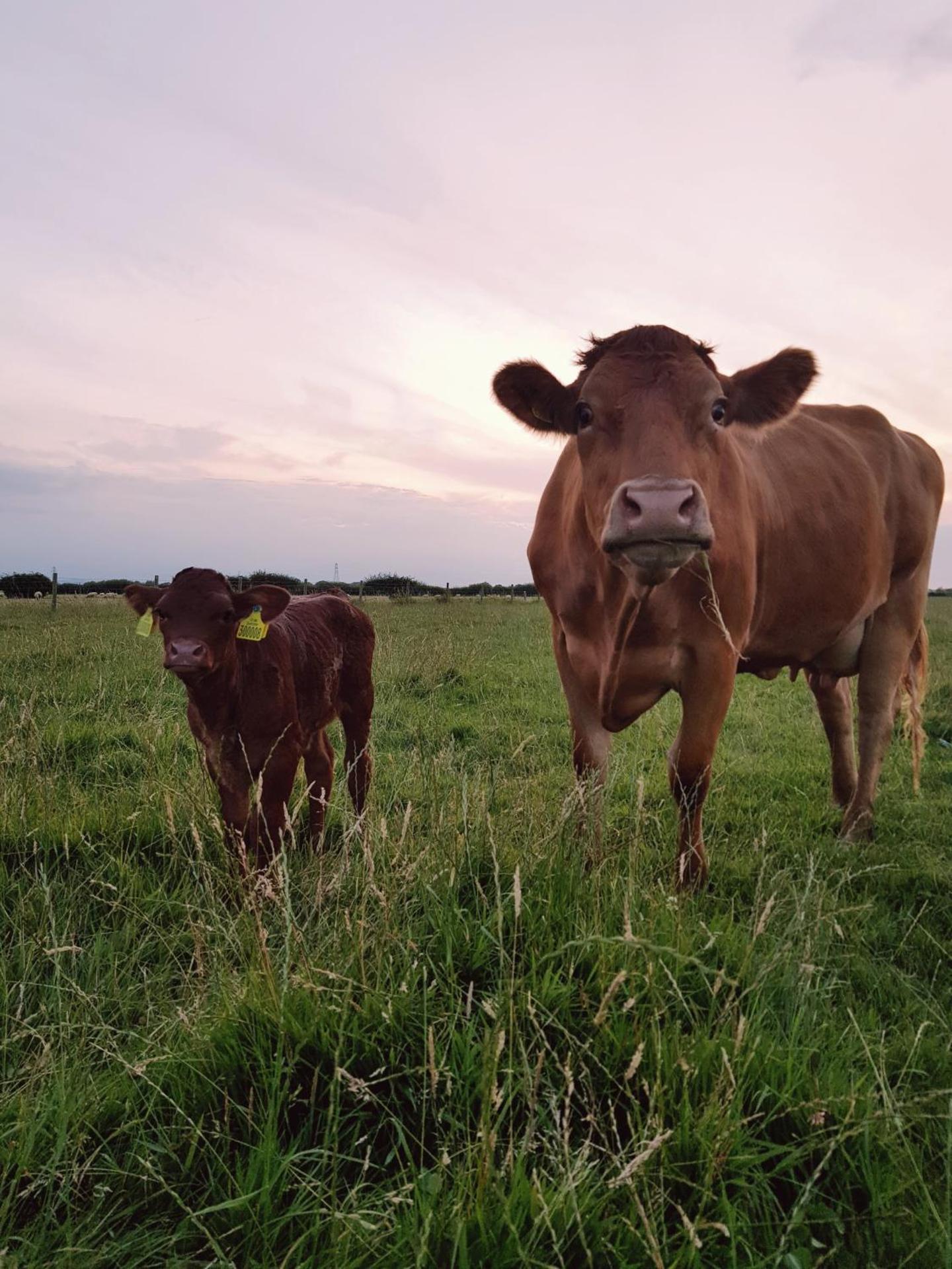 Cripps Farm Holiday Lets