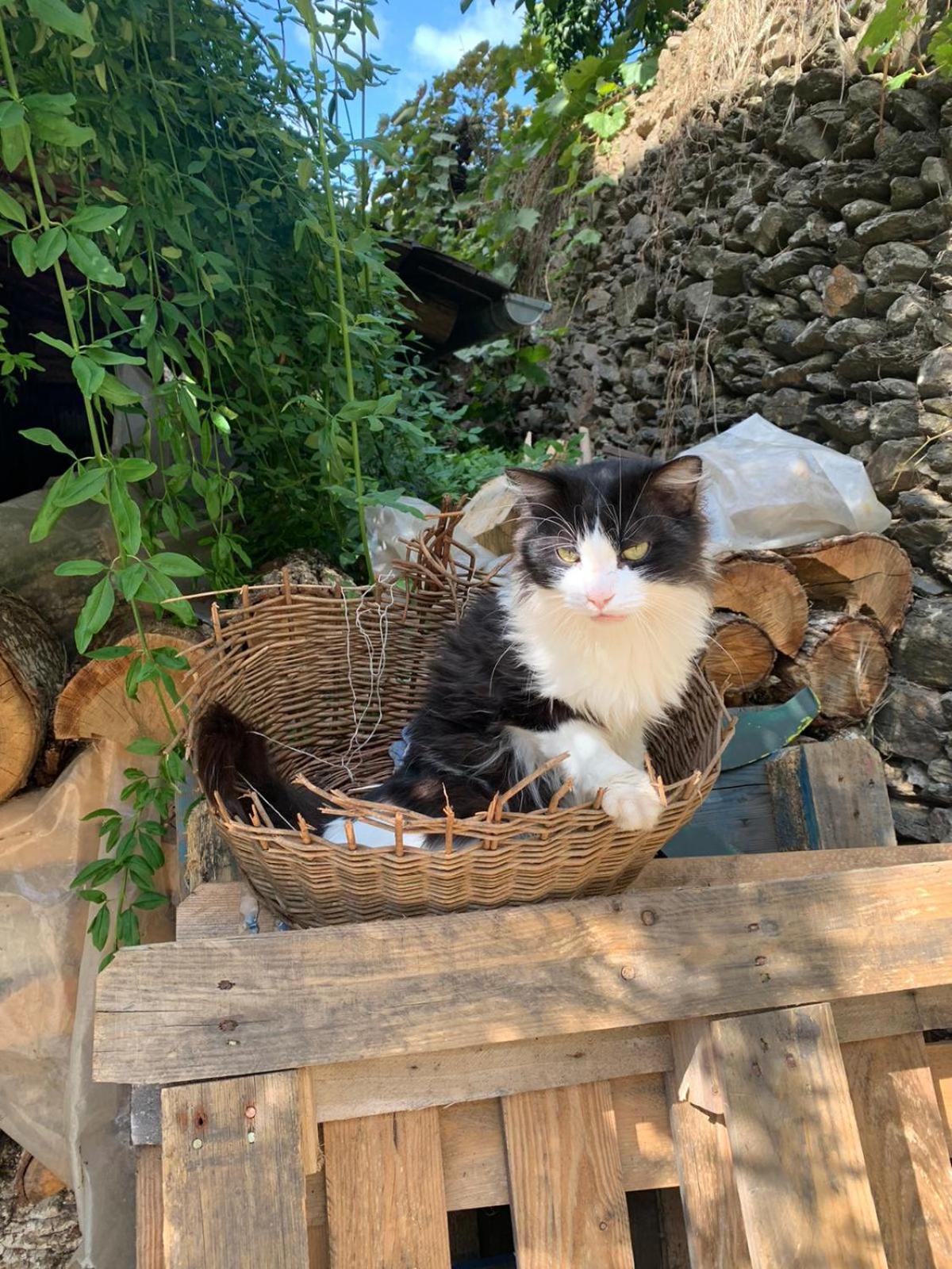 Bungalow with Garden View