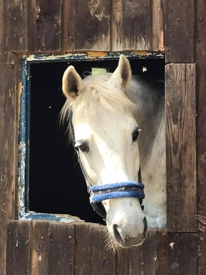 Agroturystyka Pod Świerkiem