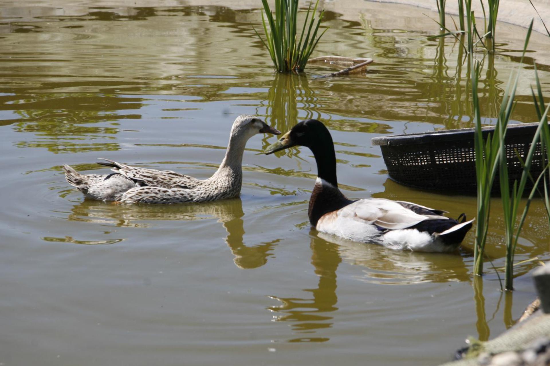 Landgasthof Schwanen
