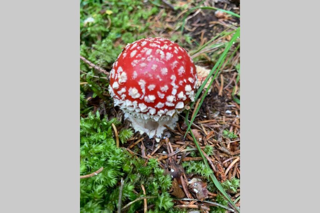 Studio neben Therme für 2 Erwachsene neu renoviert