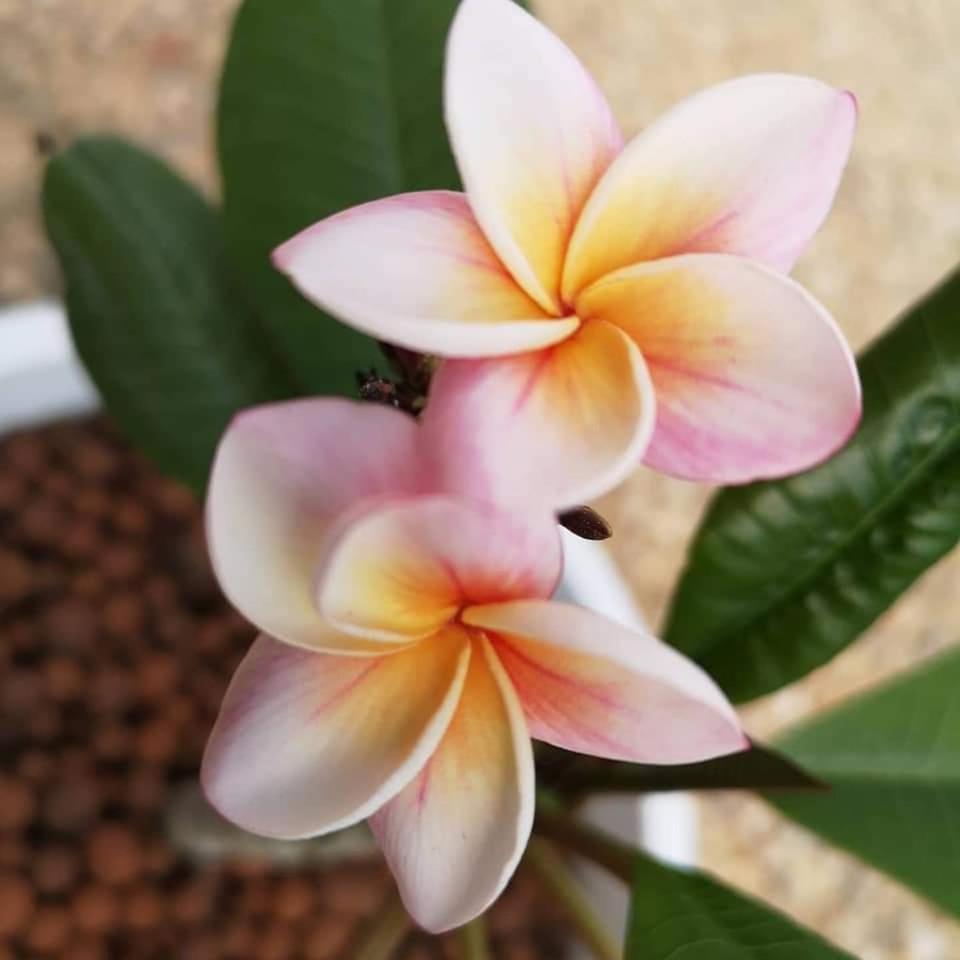 La Maison Fleur de Frangipanier