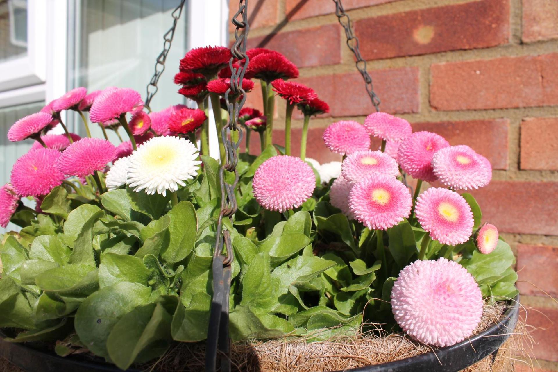 The Garden Room Westcott