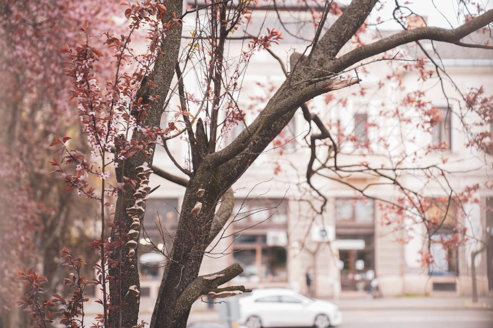 The Pearl of Esztergom